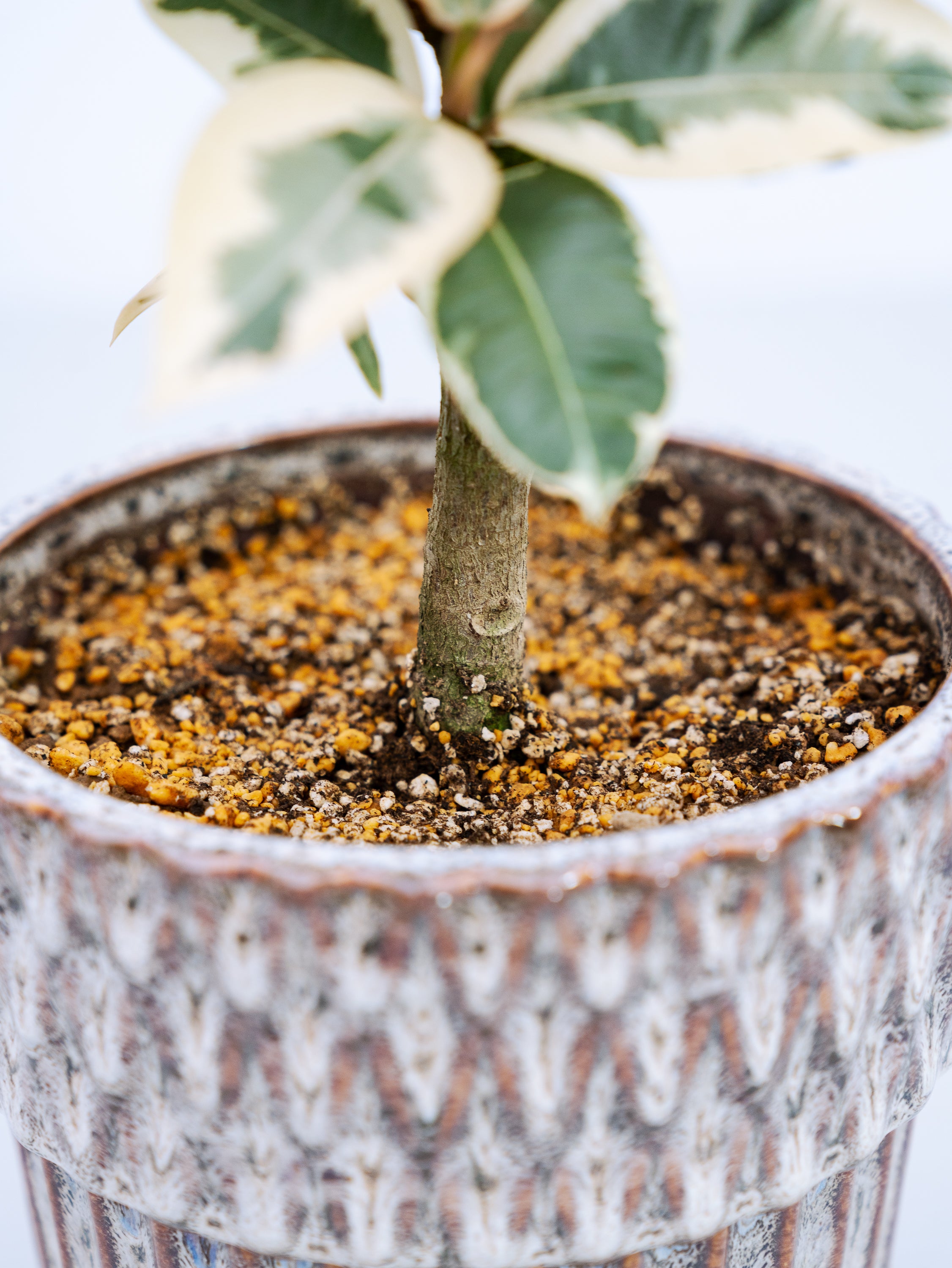 一点もの】フィカス・ティネケ極上株 Table-L #3 | 観葉植物・お花の
