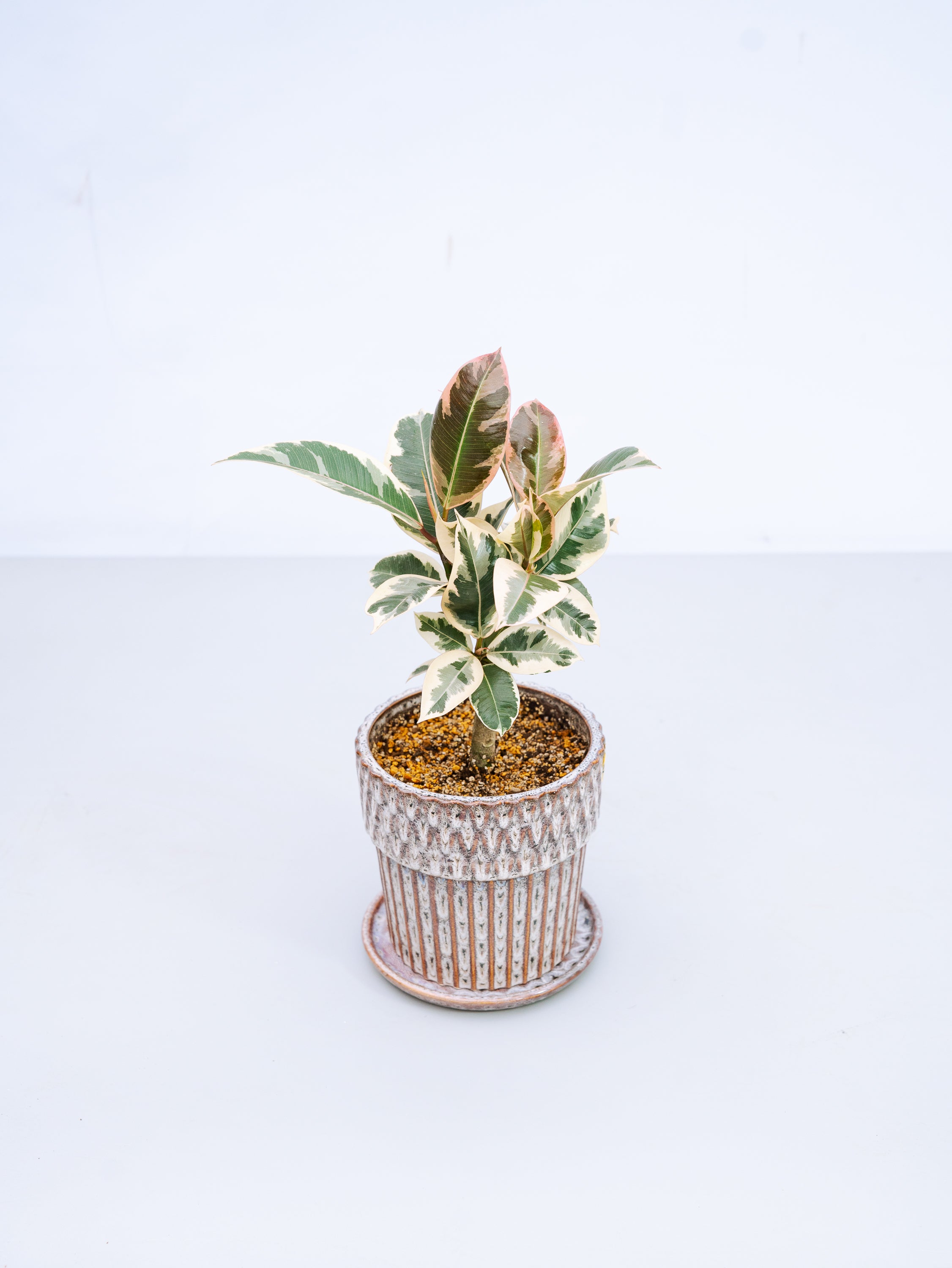 一点もの】フィカス・ティネケ極上株 Table-L #3 | 観葉植物・お花の
