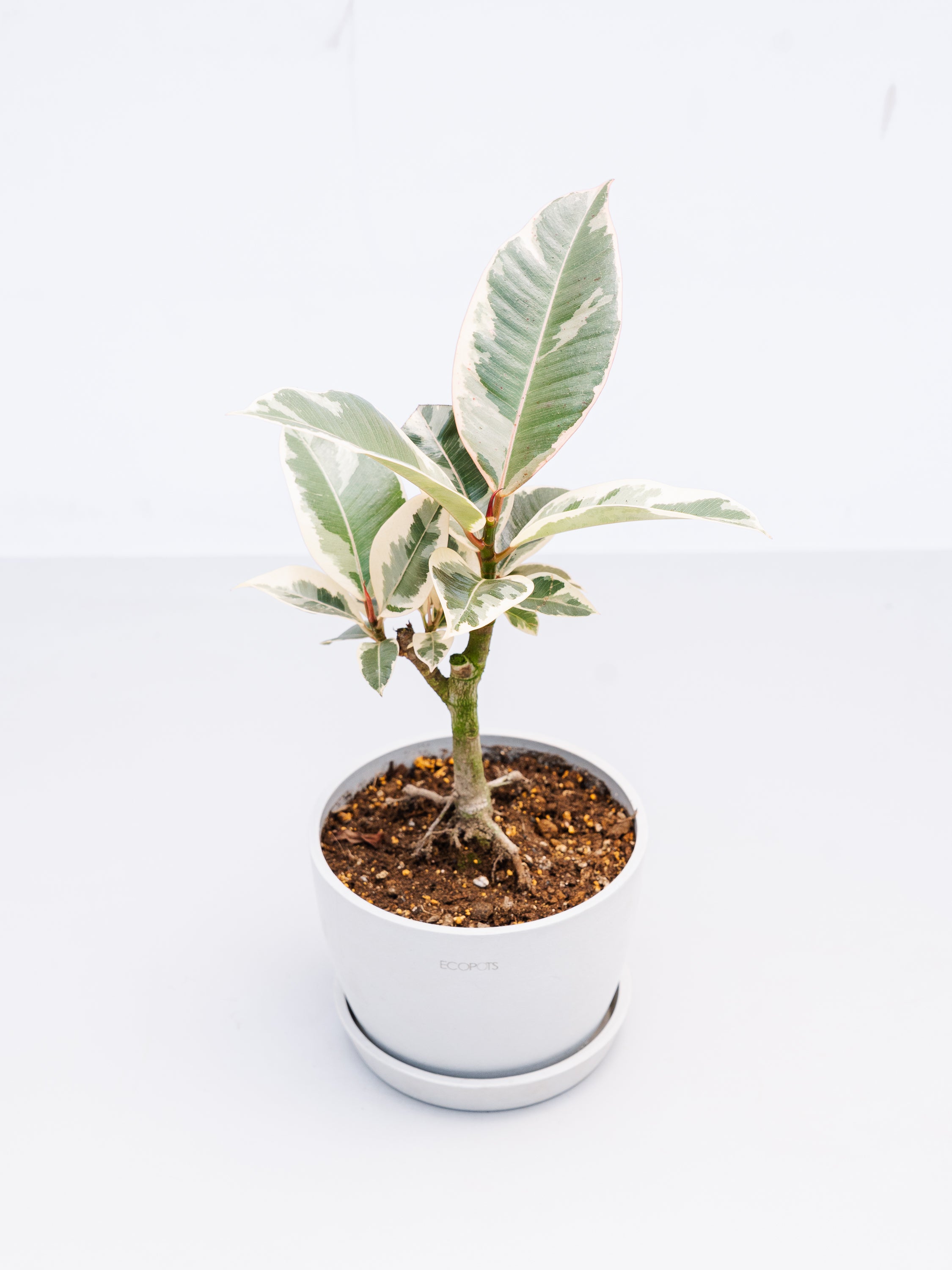一点もの】フィカス・ティネケ 極上株 Table-L #4 | 観葉植物・お花の
