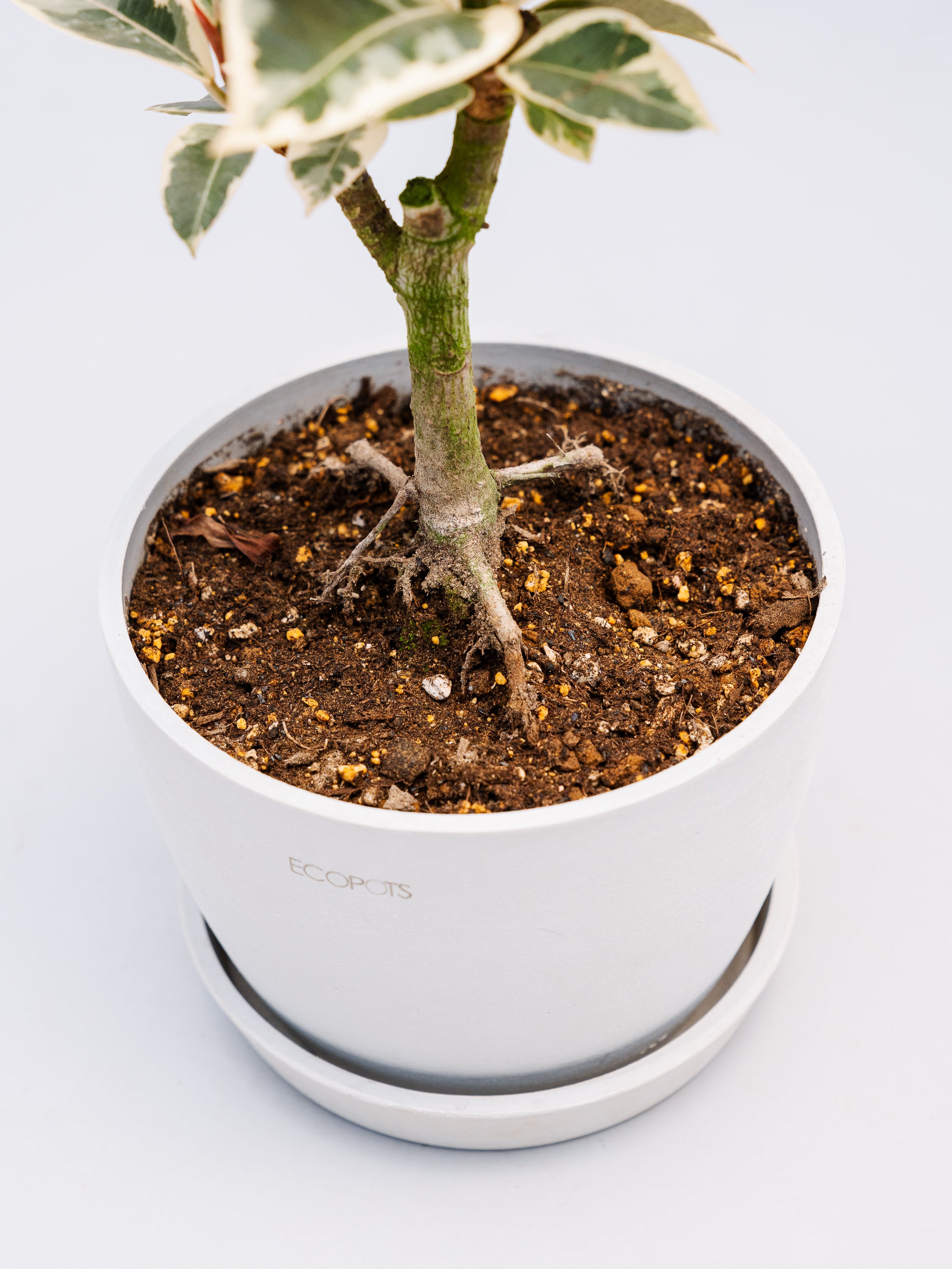 一点もの】フィカス・ティネケ 極上株 Table-L #4 | 観葉植物・お花の