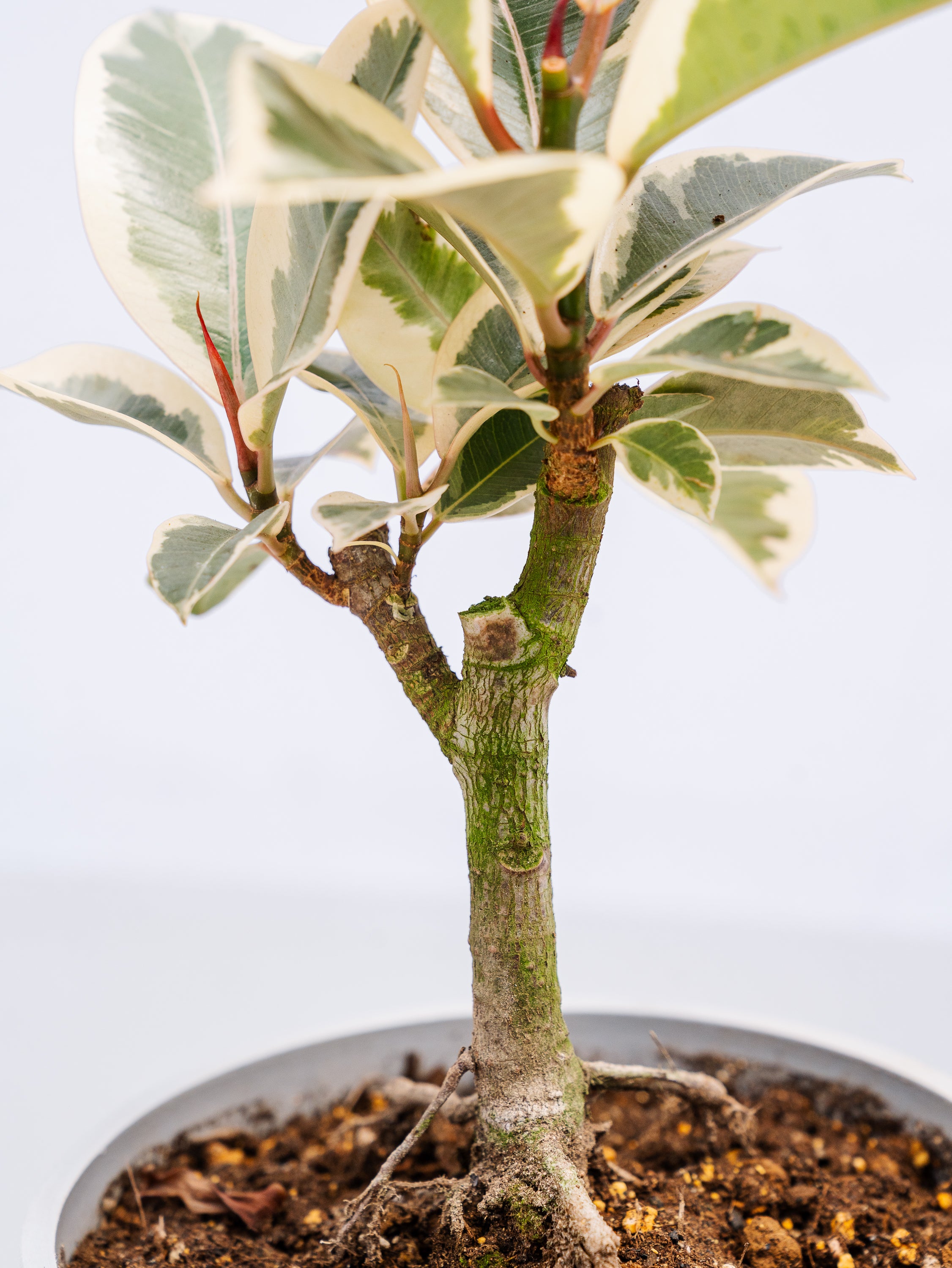 一点もの】フィカス・ティネケ 極上株 Table-L #4 | 観葉植物・お花の