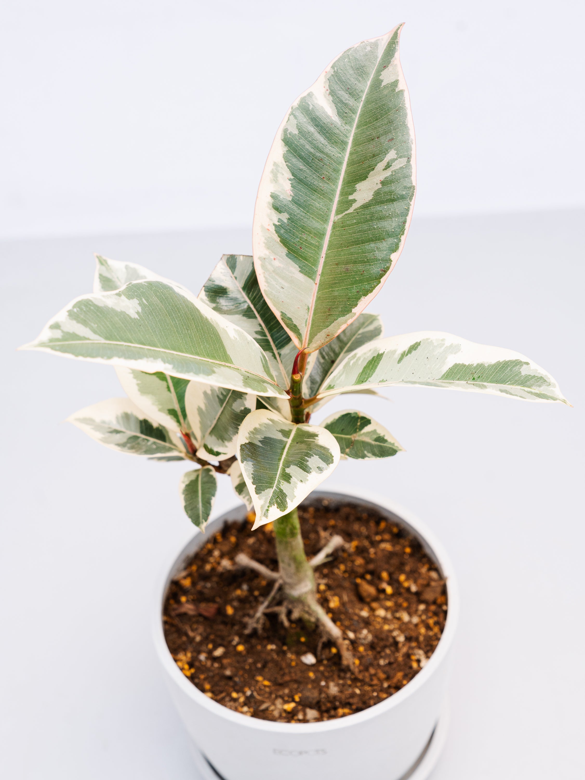 一点もの】フィカス・ティネケ 極上株 Table-L #4 | 観葉植物・お花の