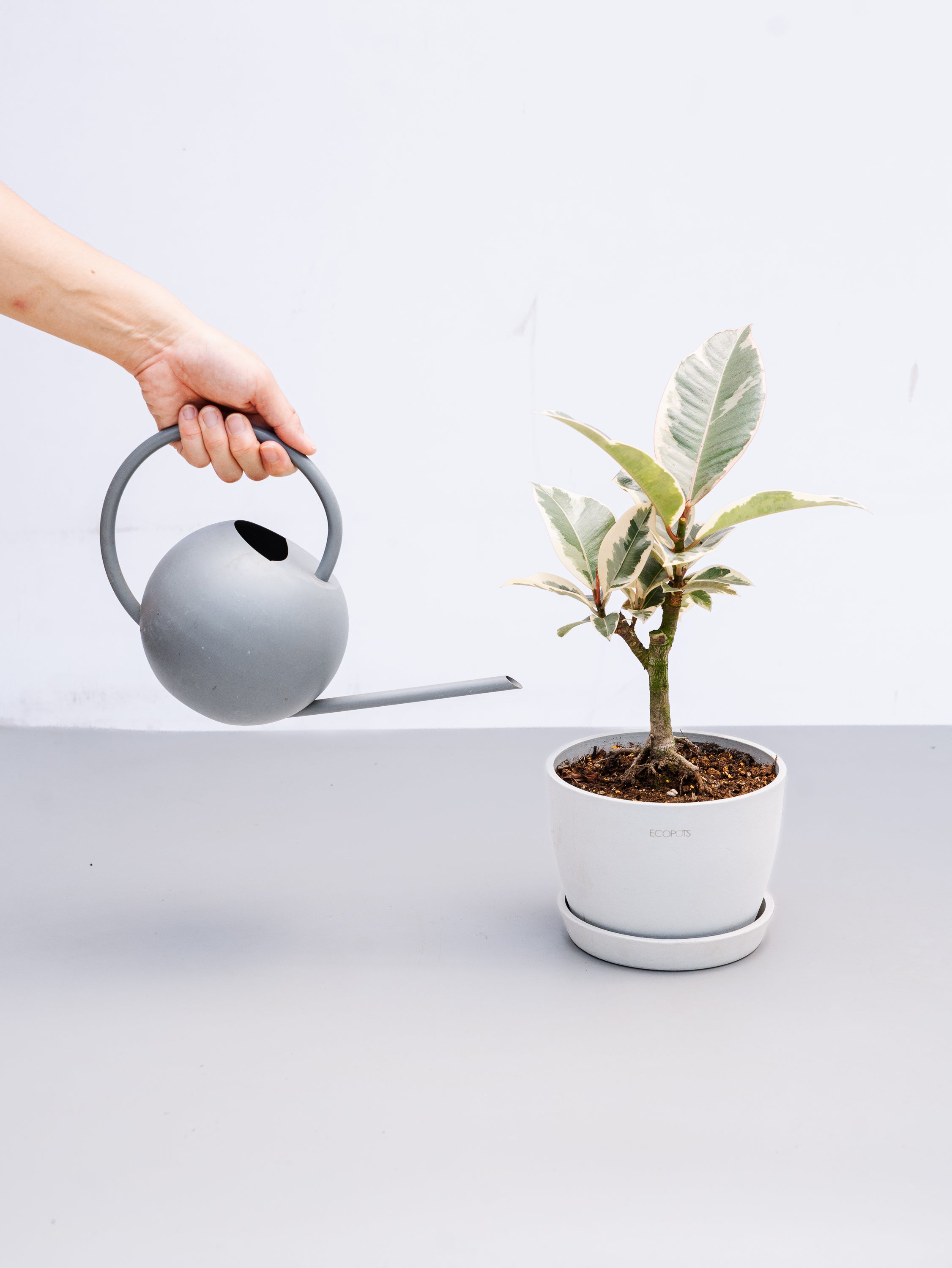一点もの】フィカス・ティネケ 極上株 Table-L #4 | 観葉植物・お花の