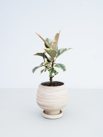 【一点もの】フィカス・ティネケ 極上株 Table-L #5