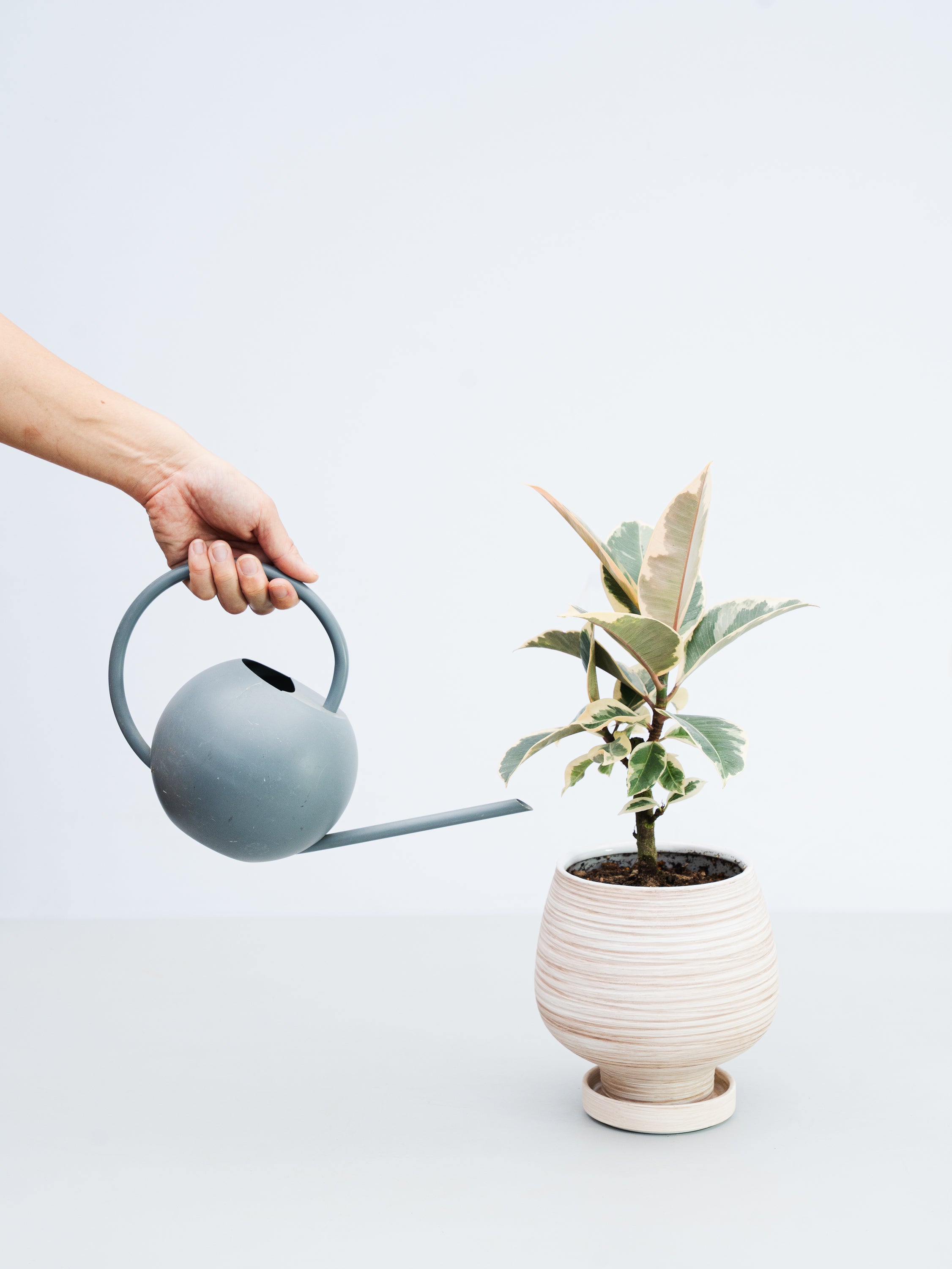 一点もの】フィカス・ティネケ 極上株 Table-L #5 | 観葉植物・お花の
