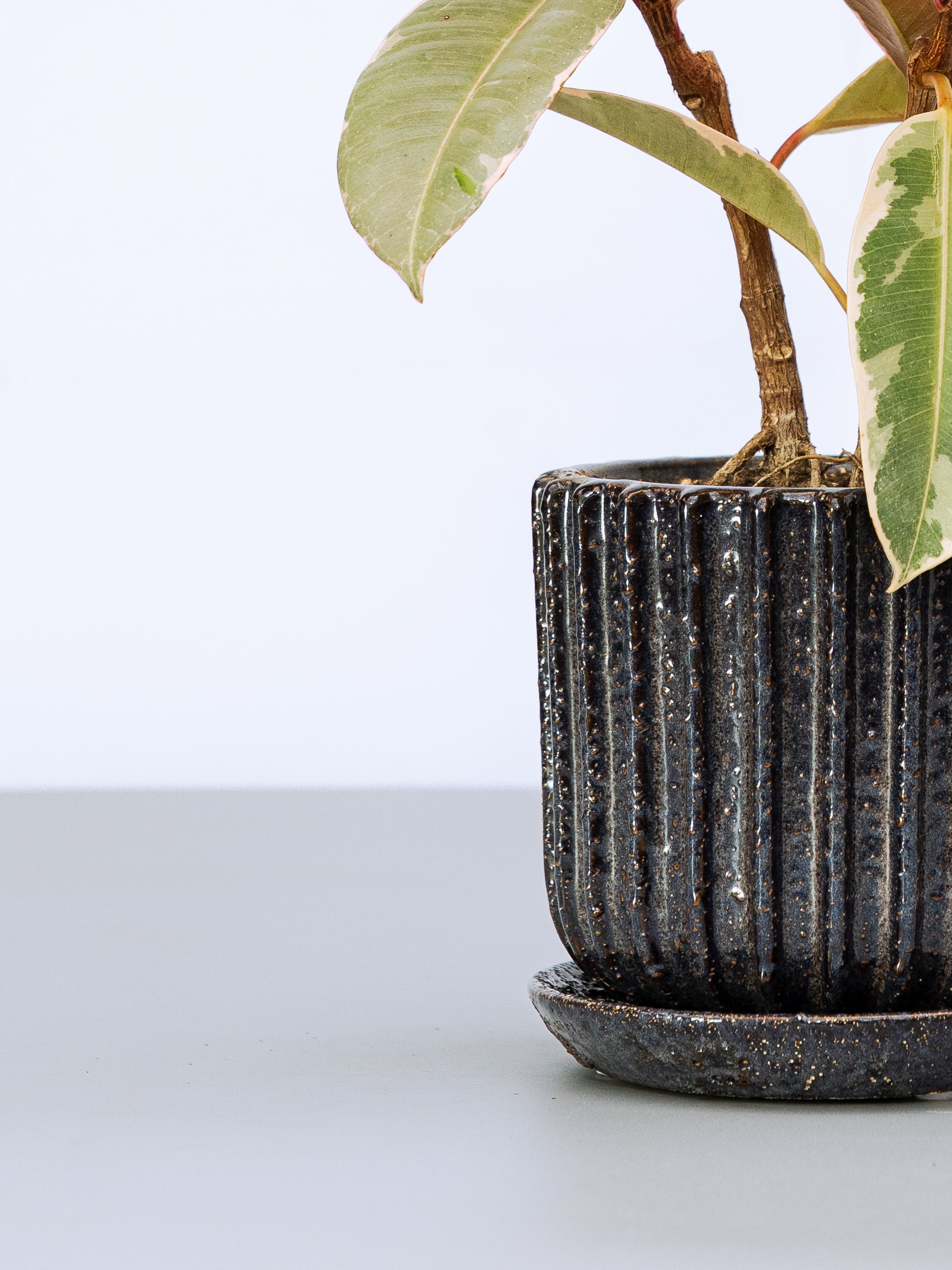 一点もの】フィカス・ティネケ極上株 Table-M | 観葉植物・お花の通販