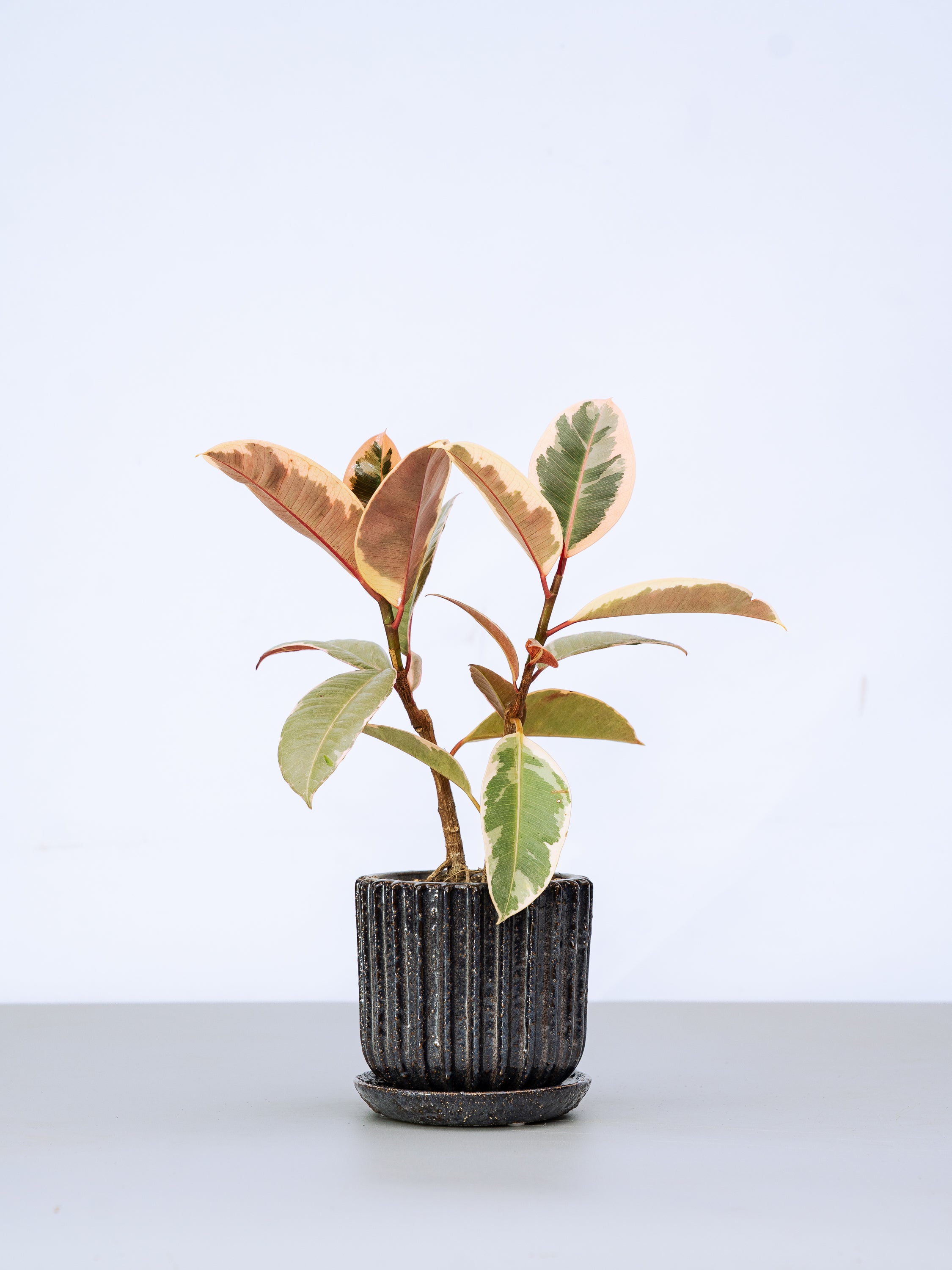 一点もの】フィカス・ティネケ極上株 Table-M | 観葉植物・お花の通販