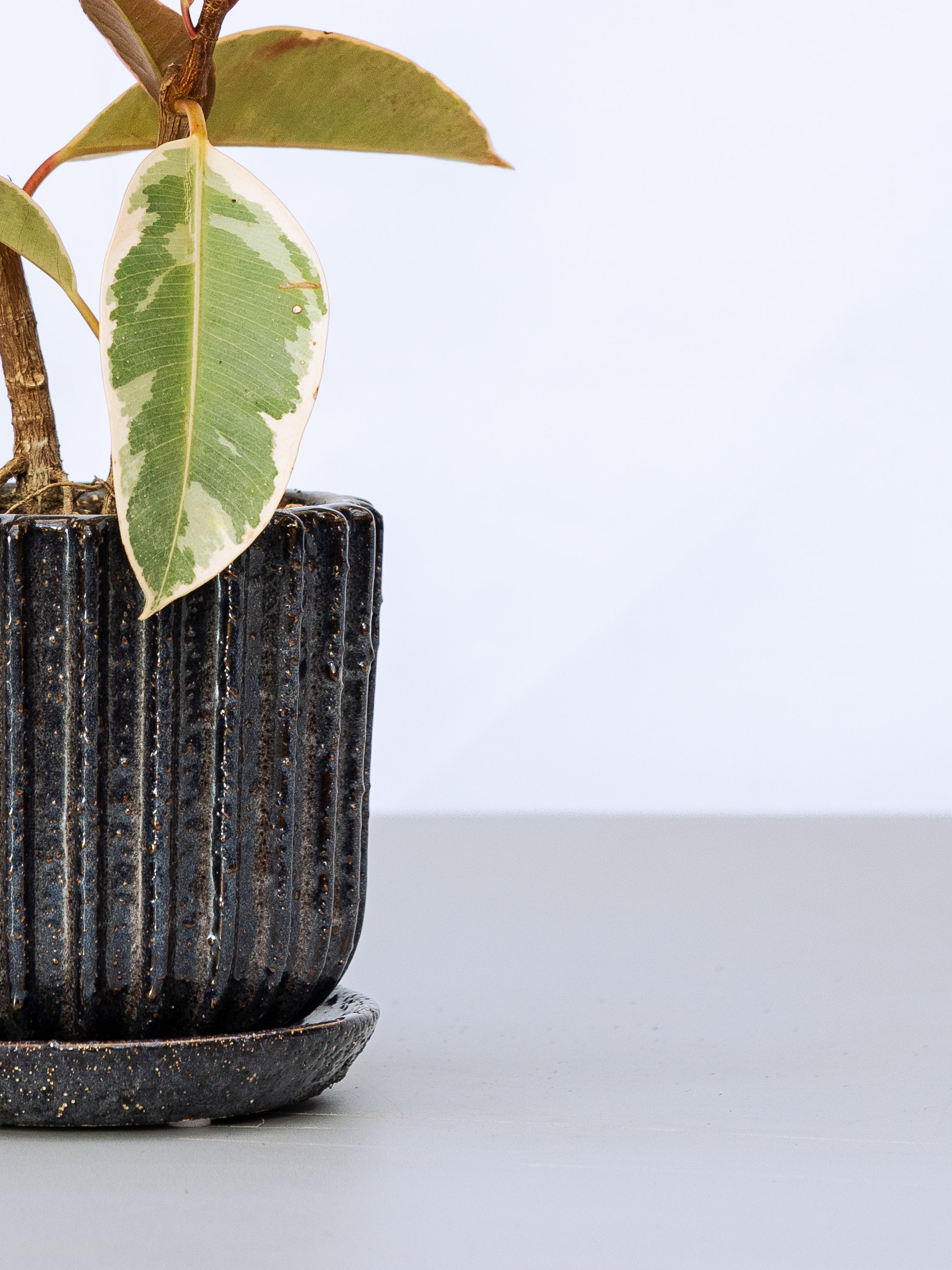 一点もの】フィカス・ティネケ極上株 Table-M | 観葉植物・お花の通販