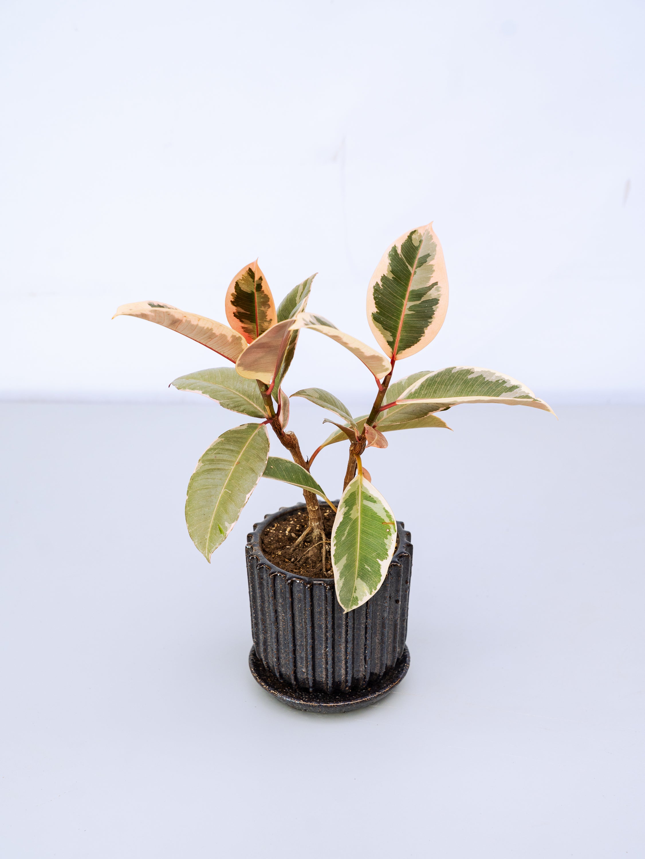一点もの】フィカス・ティネケ極上株 Table-M | 観葉植物・お花の通販
