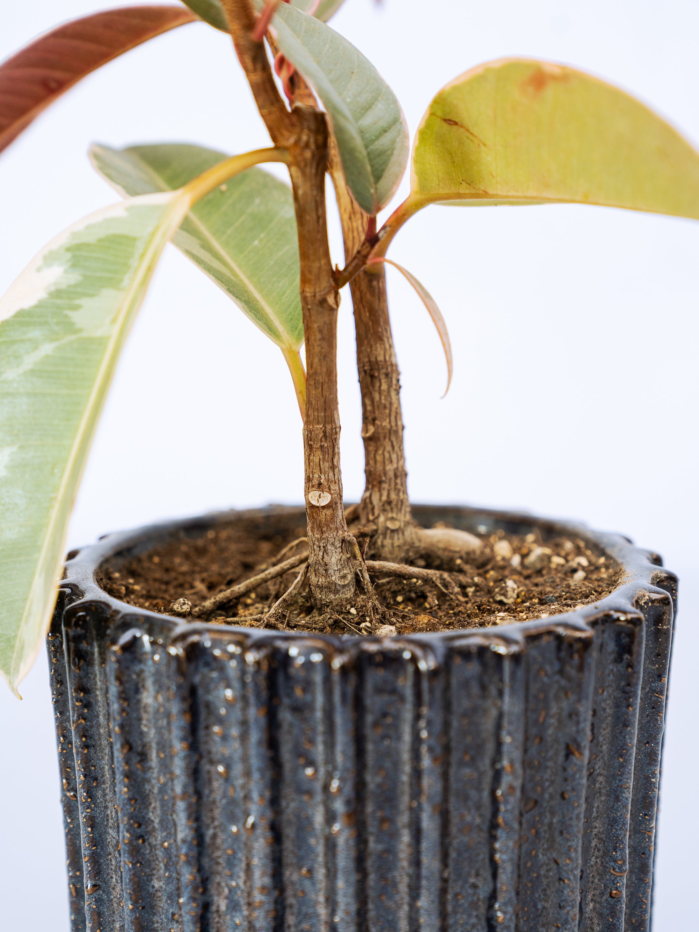 一点もの】フィカス・ティネケ極上株 Table-M | 観葉植物・お花の通販