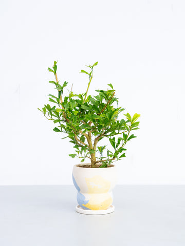 【一点もの】シェフレラ・トライアンギュラス 極上株 Table-L #2