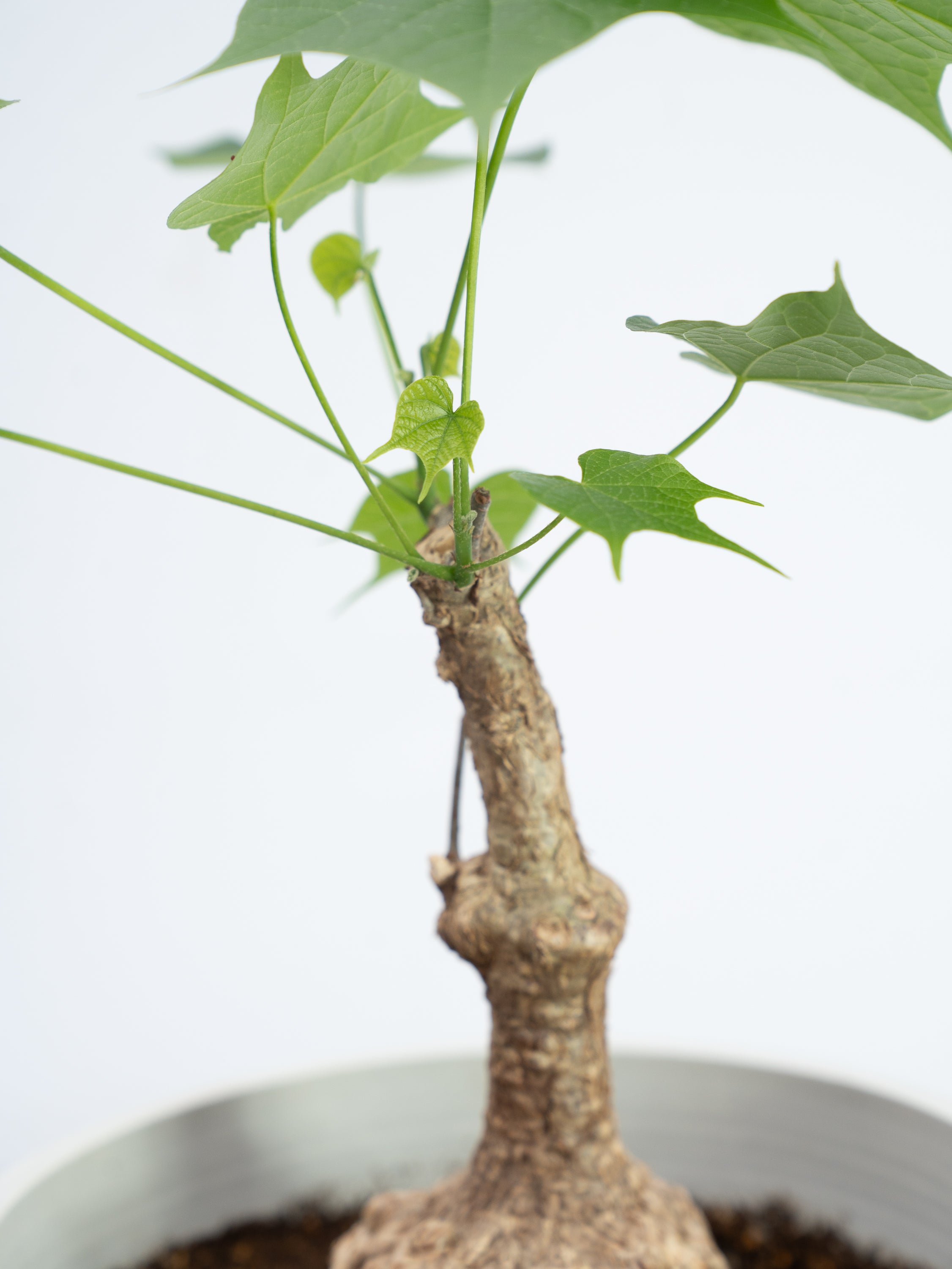一点もの】フィルミアナ・コロラータ S #4 | 観葉植物・お花の通販 AND