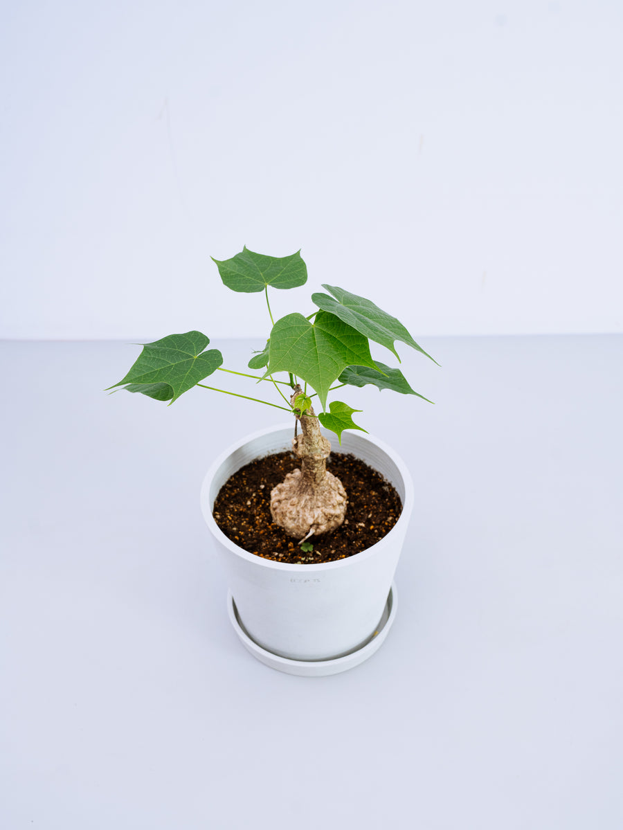 フィルミアナ・コロラータ | 観葉植物の通販 AND PLANTS (アンドプランツ)