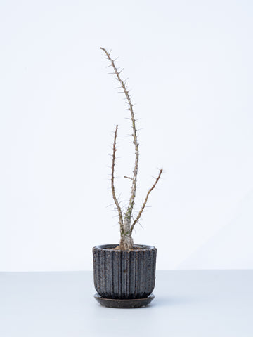 【一点もの】フォークイエリア・ファシクラータ Table-M