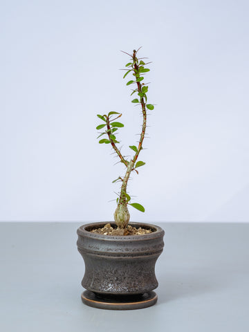 【一点もの】フォークイエリア・ファシクラータ Table-S #1