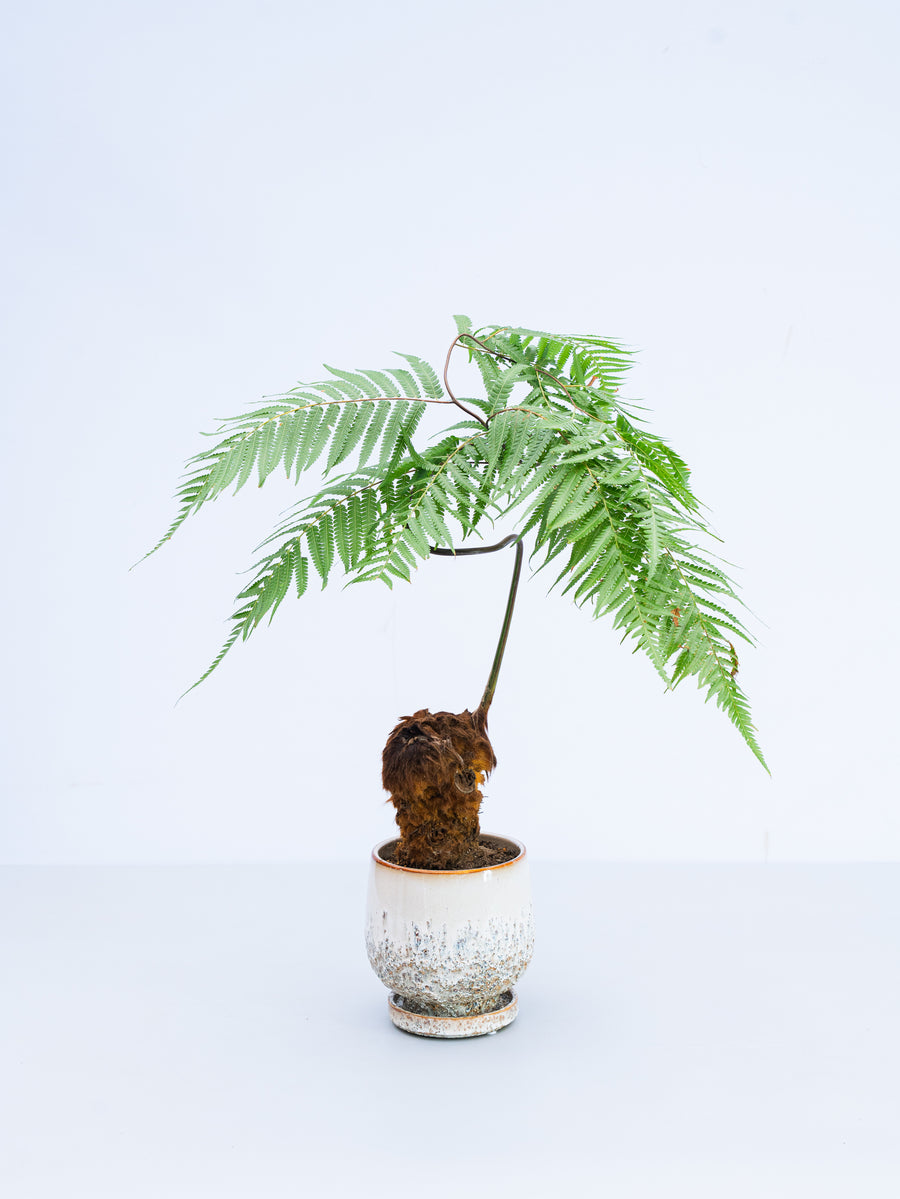 SALE❗️人気 キンモウコウ　ゴールデンモンキー　シダ 観葉植物 プレゼント　A キンモウコウ | 観葉植物の通販 AND PLANTS (アンドプランツ)