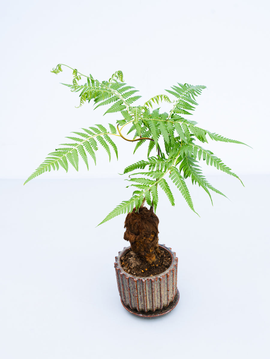 キンモウコウ | 観葉植物の通販 AND PLANTS (アンドプランツ)