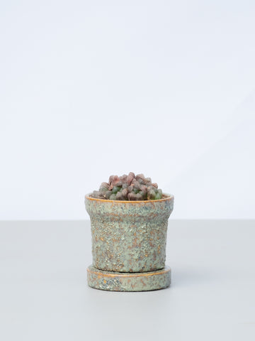 【一点もの】ハオルチア・OB-1オブツーサ Table-S