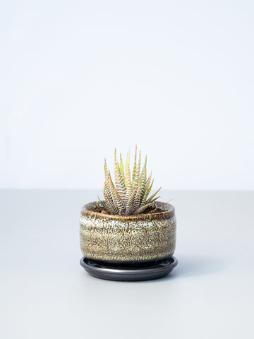 【一点もの】ハオルチア・ファシアータ錦  Table-S #1