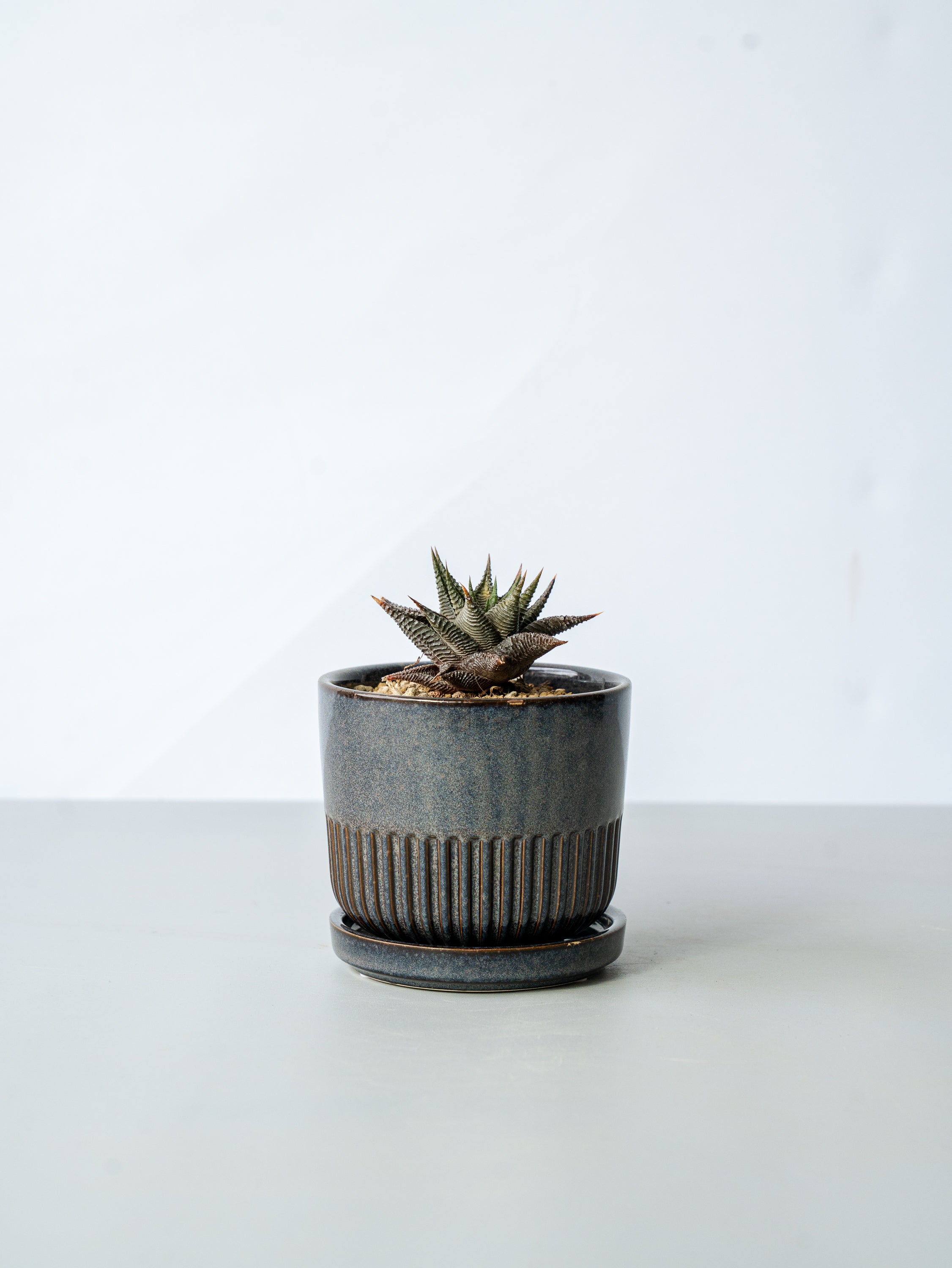 【一点もの】ハオルチア・リミフォリア Table-M