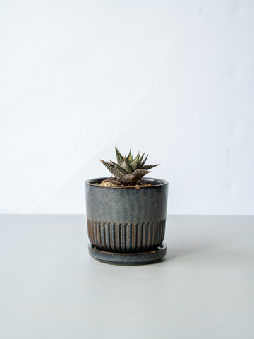 【一点もの】ハオルチア・リミフォリア Table-M