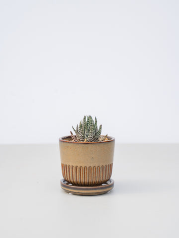 【一点もの】ハオルチア・プミラ Table-S