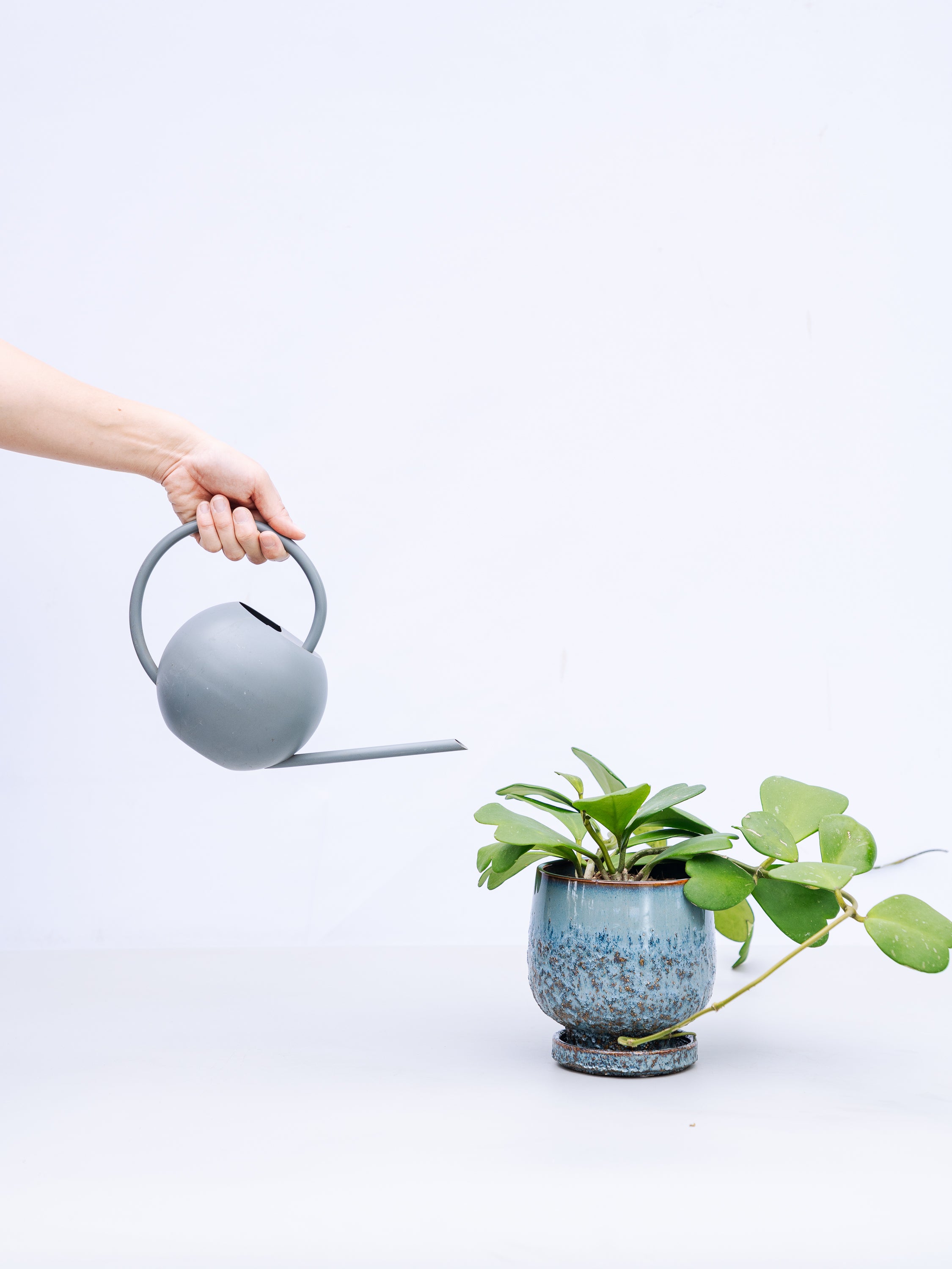 一点もの】ホヤ・カーティシー 親株 S #2 | 観葉植物・お花の通販 AND