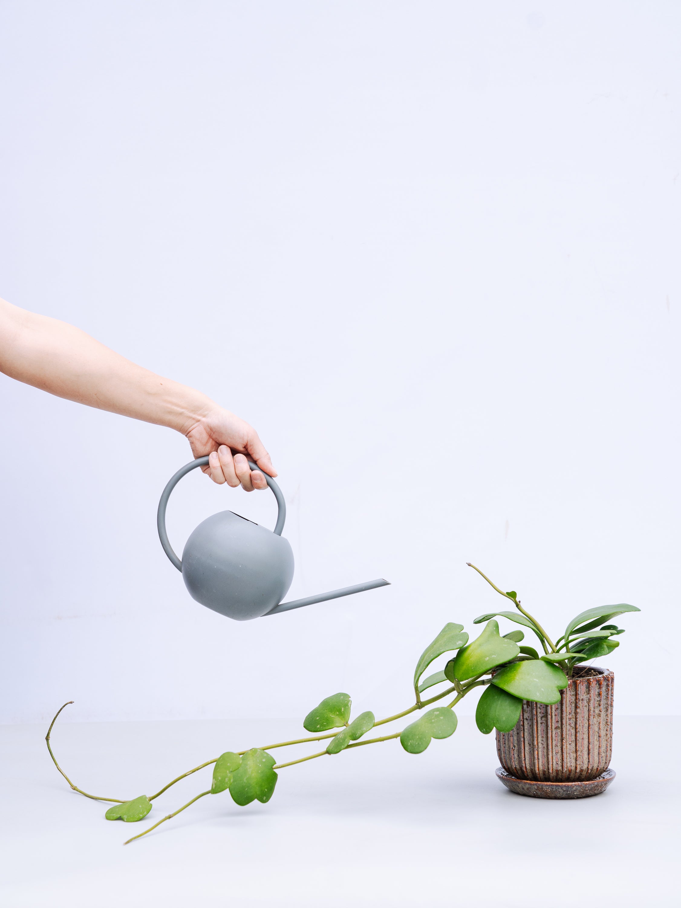 一点もの】ホヤ・カーティシー 親株 S #3 | 観葉植物・お花の通販 AND