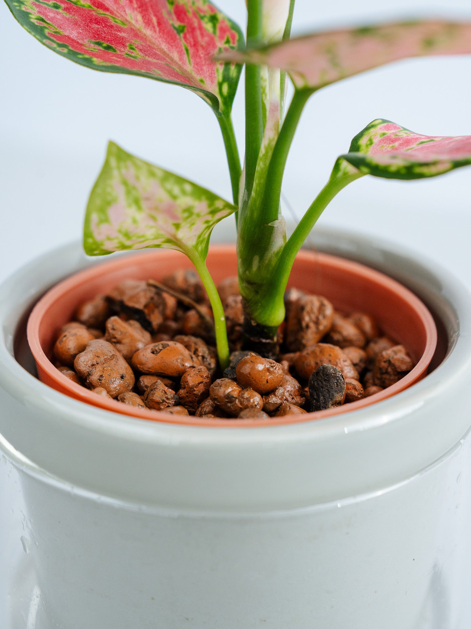 一点もの】【水耕栽培】アグラオネマ Table-S | 観葉植物・お花の通販