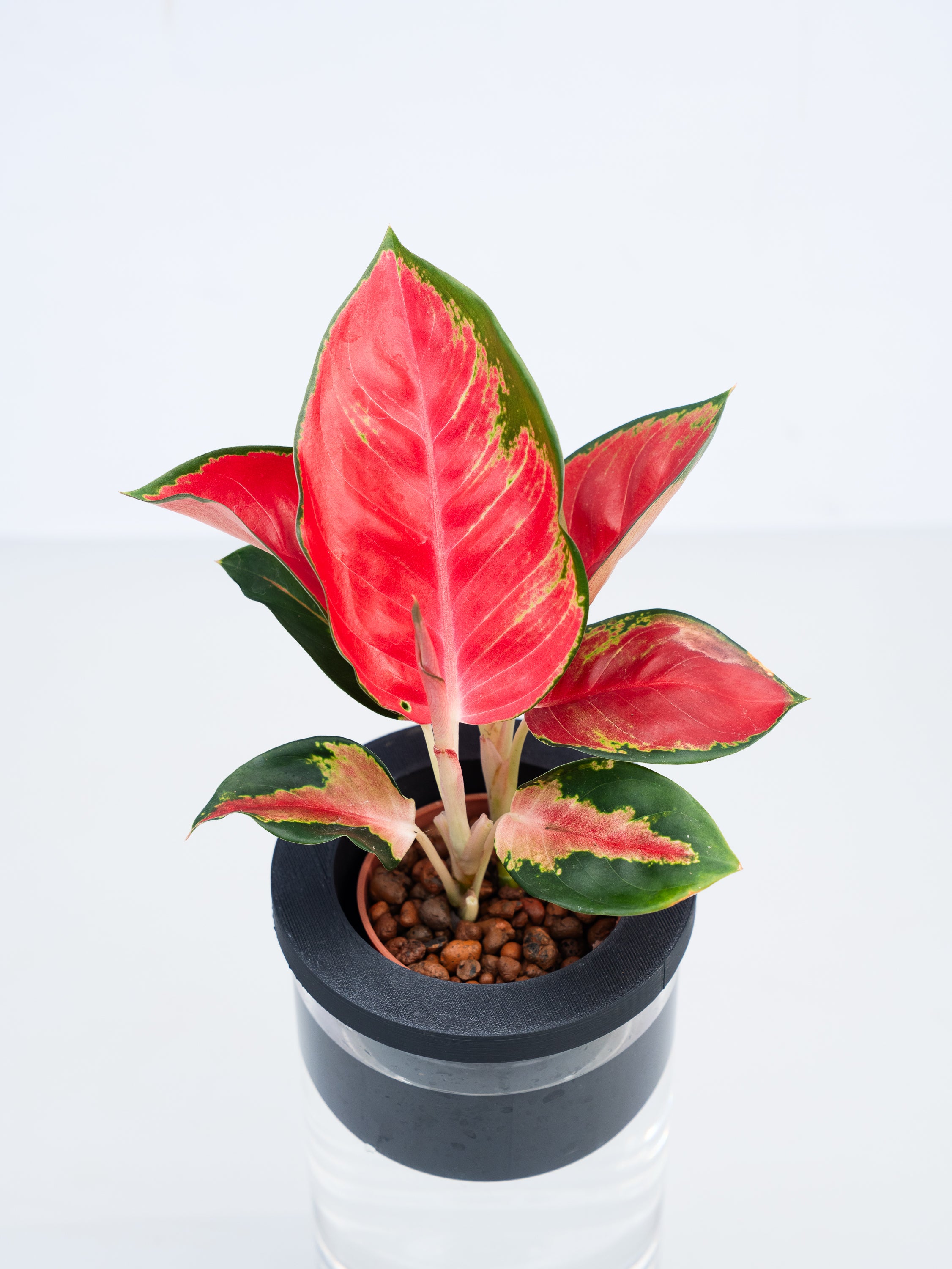 一点もの】【水耕栽培】アグラオネマ 赤 Table-L | 観葉植物・お花の