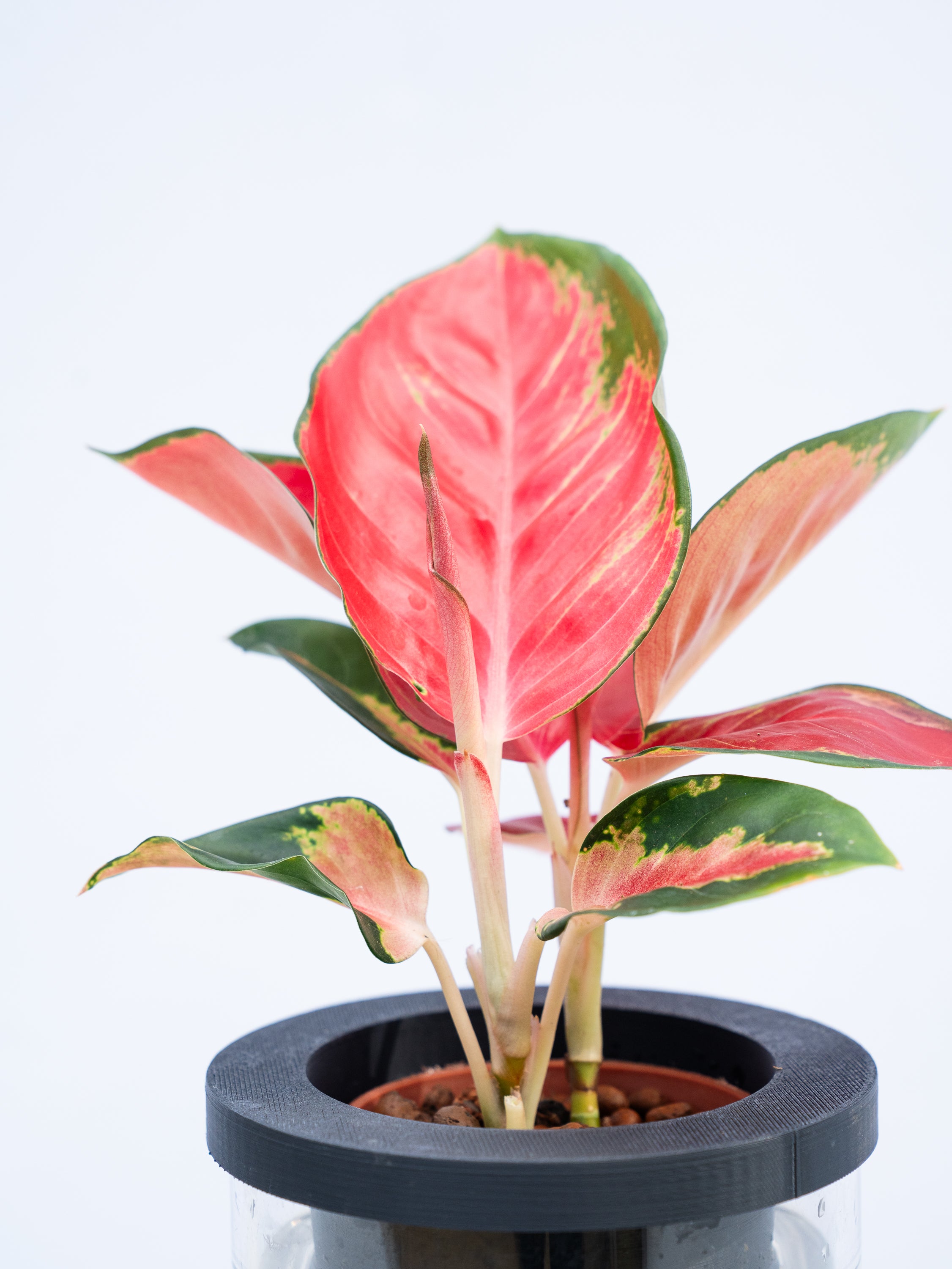 一点もの】【水耕栽培】アグラオネマ 赤 Table-L | 観葉植物・お花の