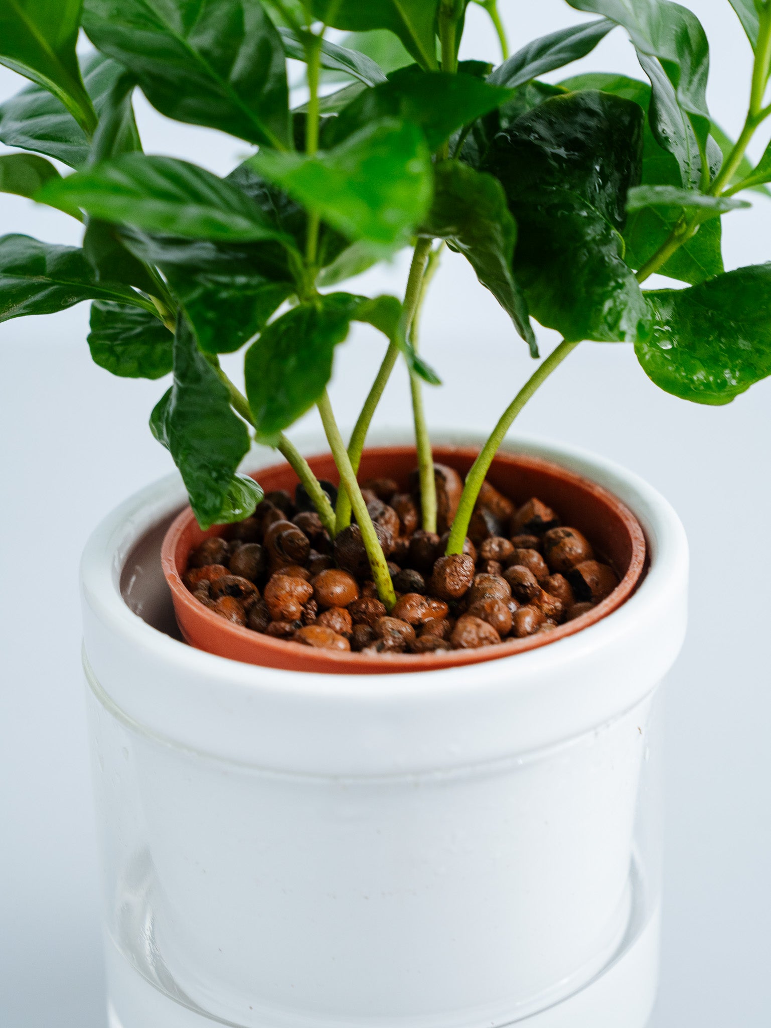 一点もの】【水耕栽培】コーヒーの木 Table-S | 観葉植物・お花の通販