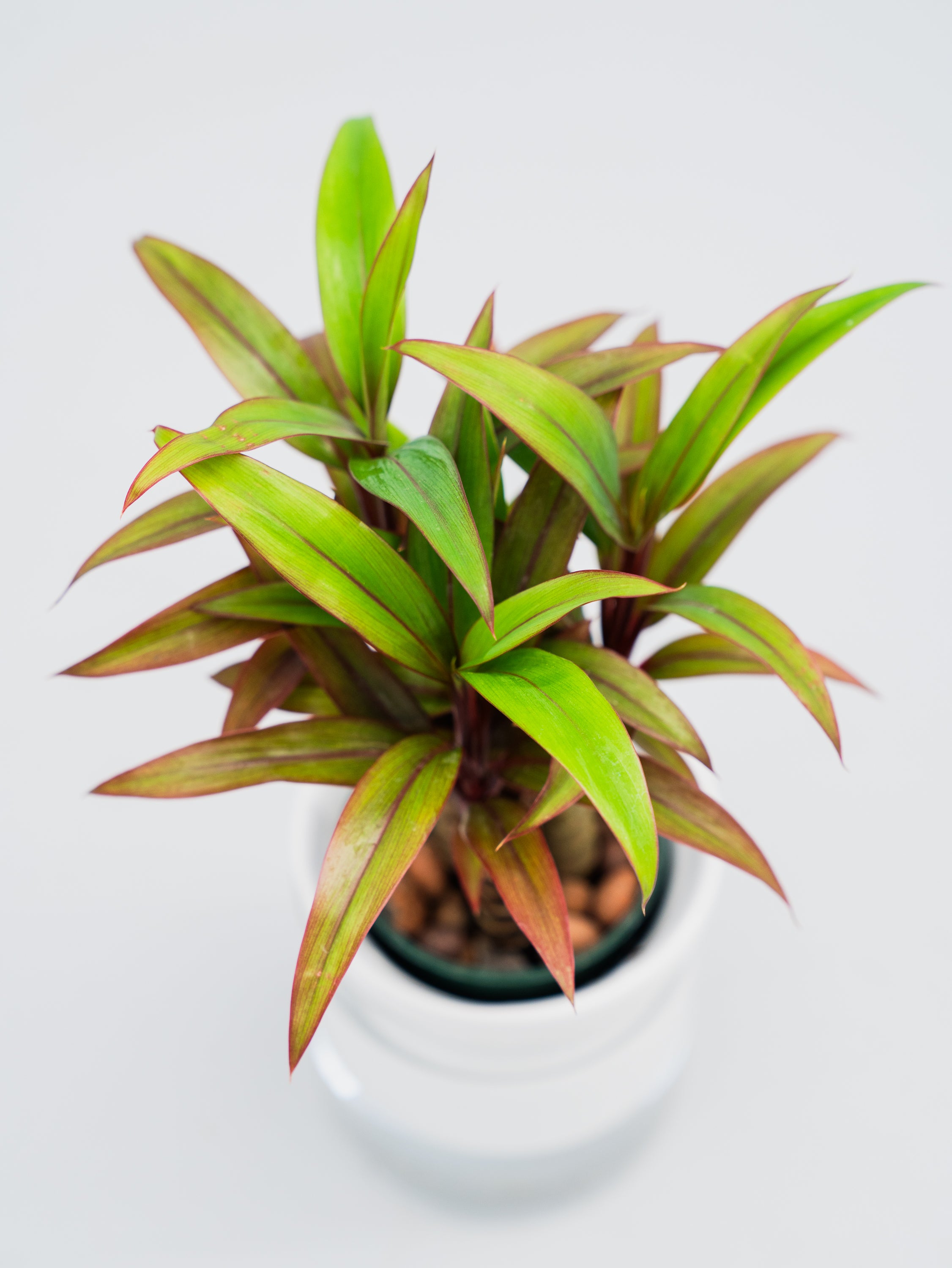 一点もの】【水耕栽培】コルジリネ Table-S | 観葉植物・お花の通販