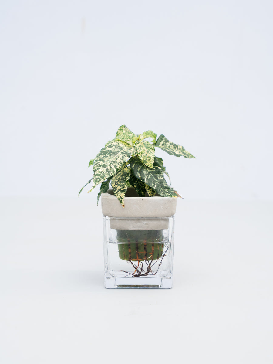 フィカス 3号 | 観葉植物の通販 AND PLANTS (アンドプランツ)