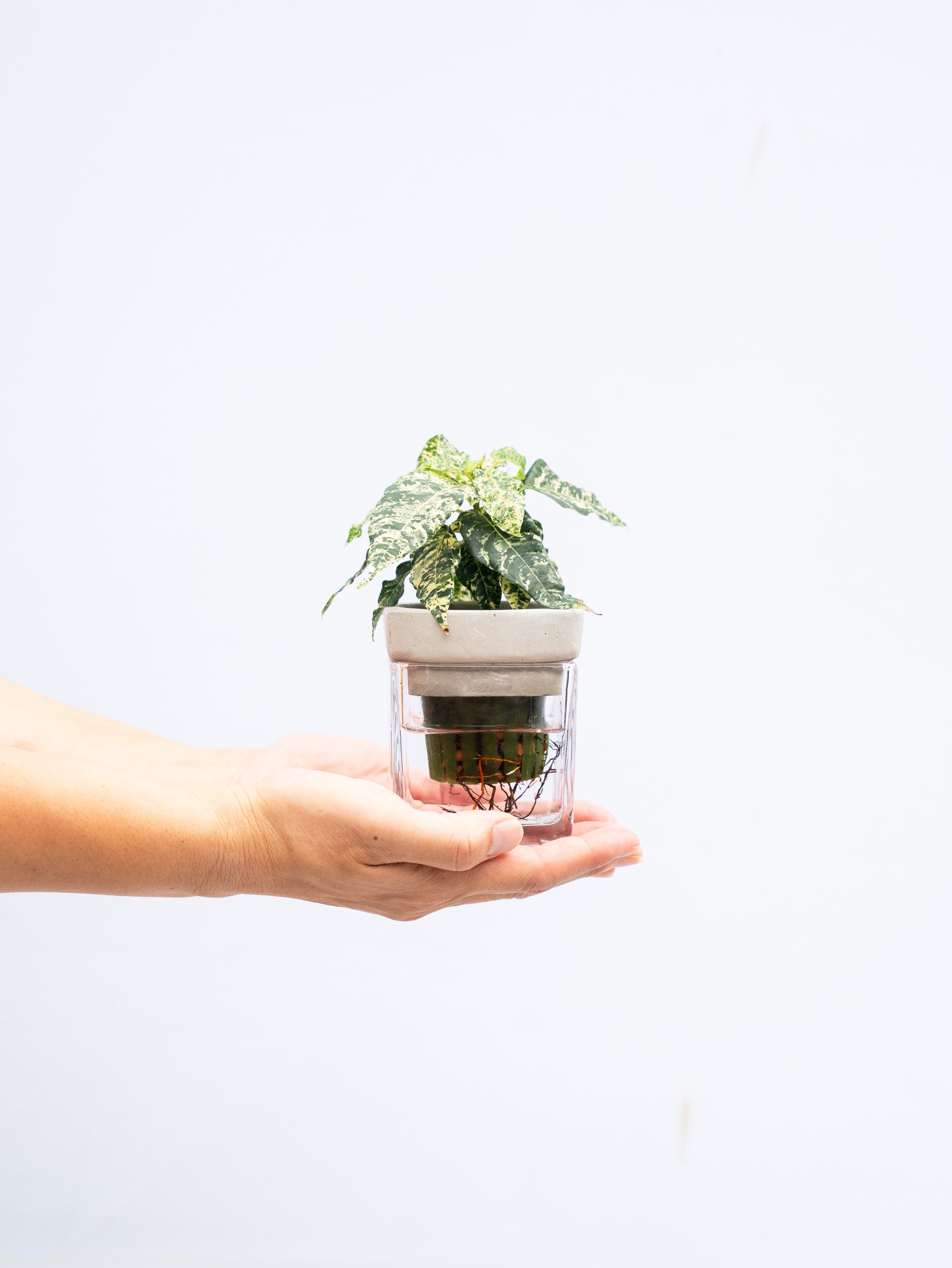 一点もの】【水耕栽培】フィカス・アスペラ Table-S | 観葉植物・お花