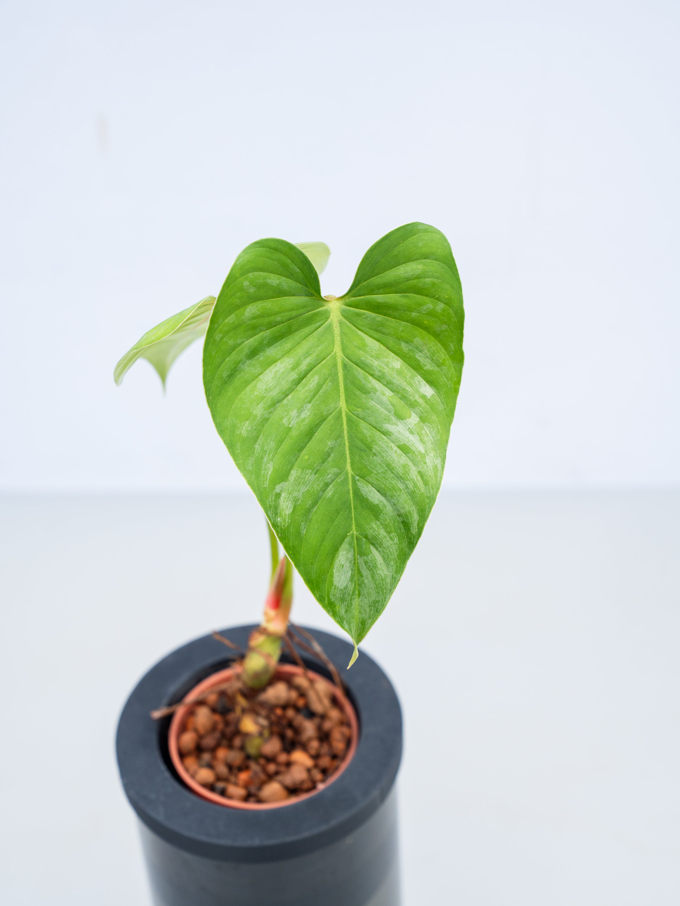 一点もの】【水耕栽培】フィロデンドロン Table-L | 観葉植物・お花の