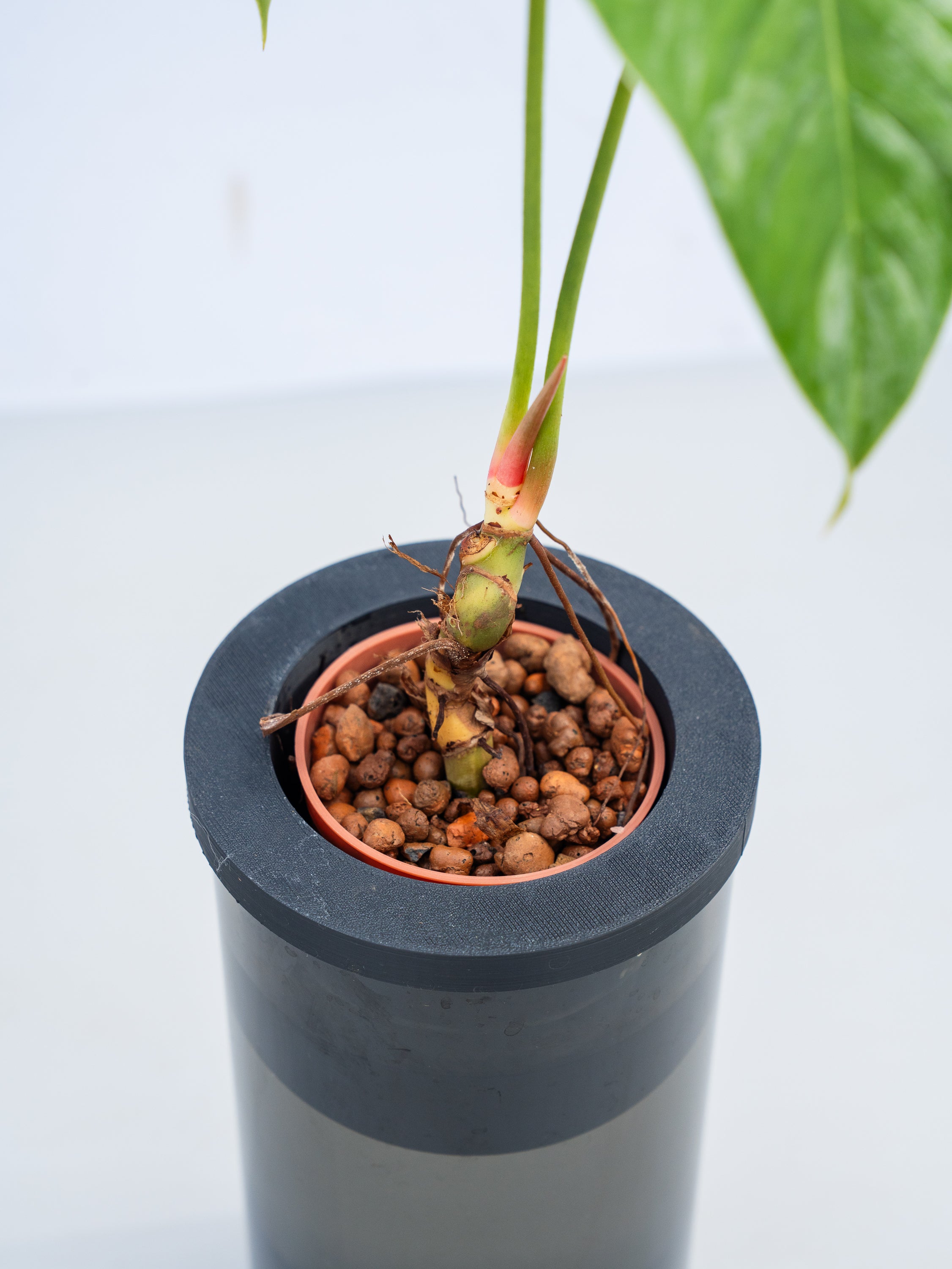 一点もの】【水耕栽培】フィロデンドロン Table-L | 観葉植物・お花の