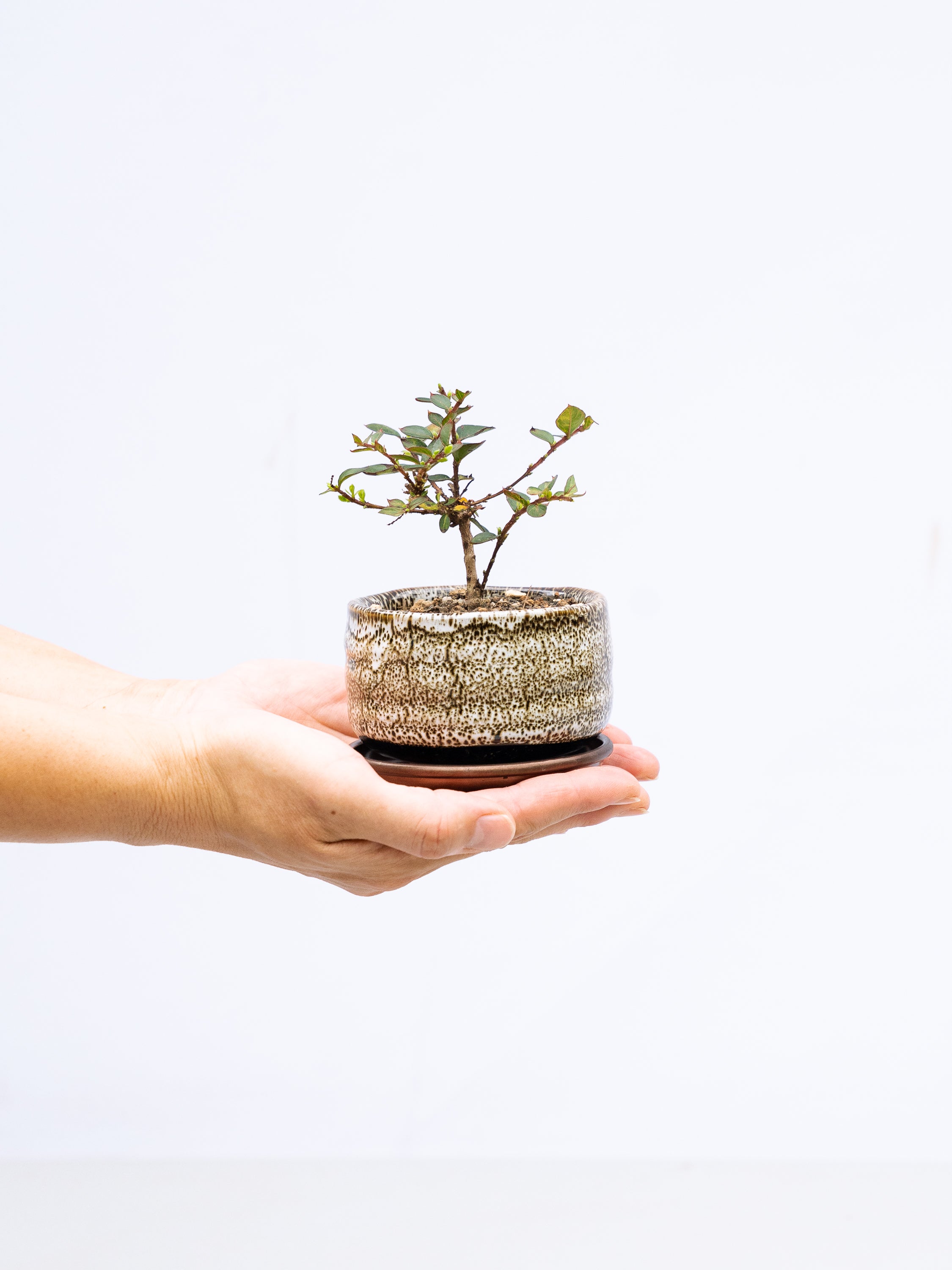 一点もの】姫百日紅（ヒメサルスベリ） Table-S #2 | 観葉植物・お花の