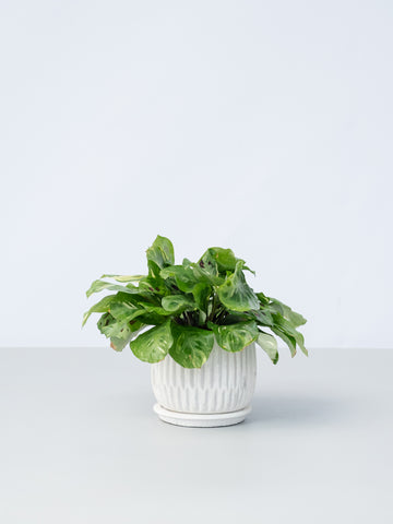 【一点もの】マランタ・ケルコビアナ バリエガータ Table-M #2