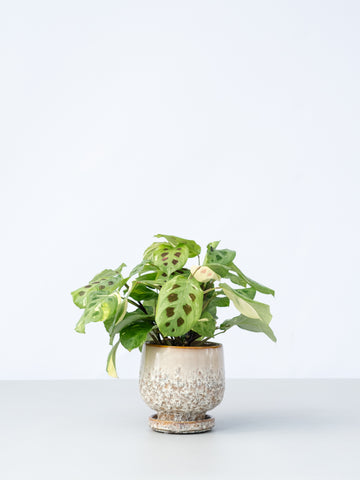 【一点もの】マランタ・ケルコビアナ バリエガータ Table-M #4