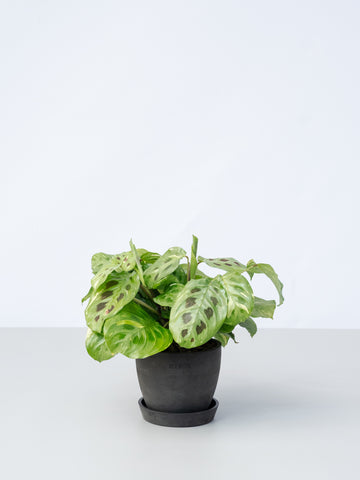 【一点もの】マランタ・ケルコビアナ バリエガータ Table-M #5