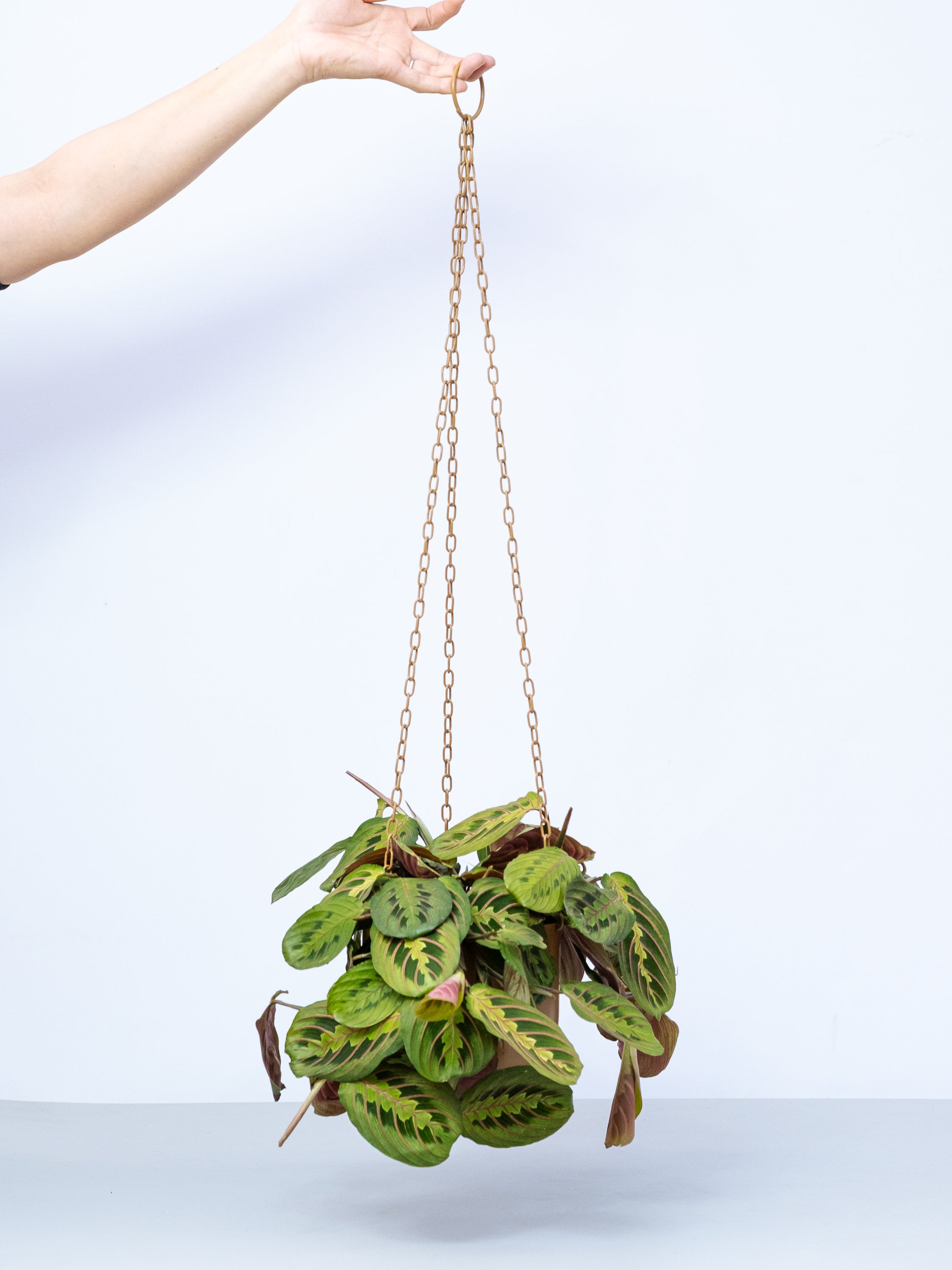 【一点もの】マランタ レウコネウラ -ハンギング-