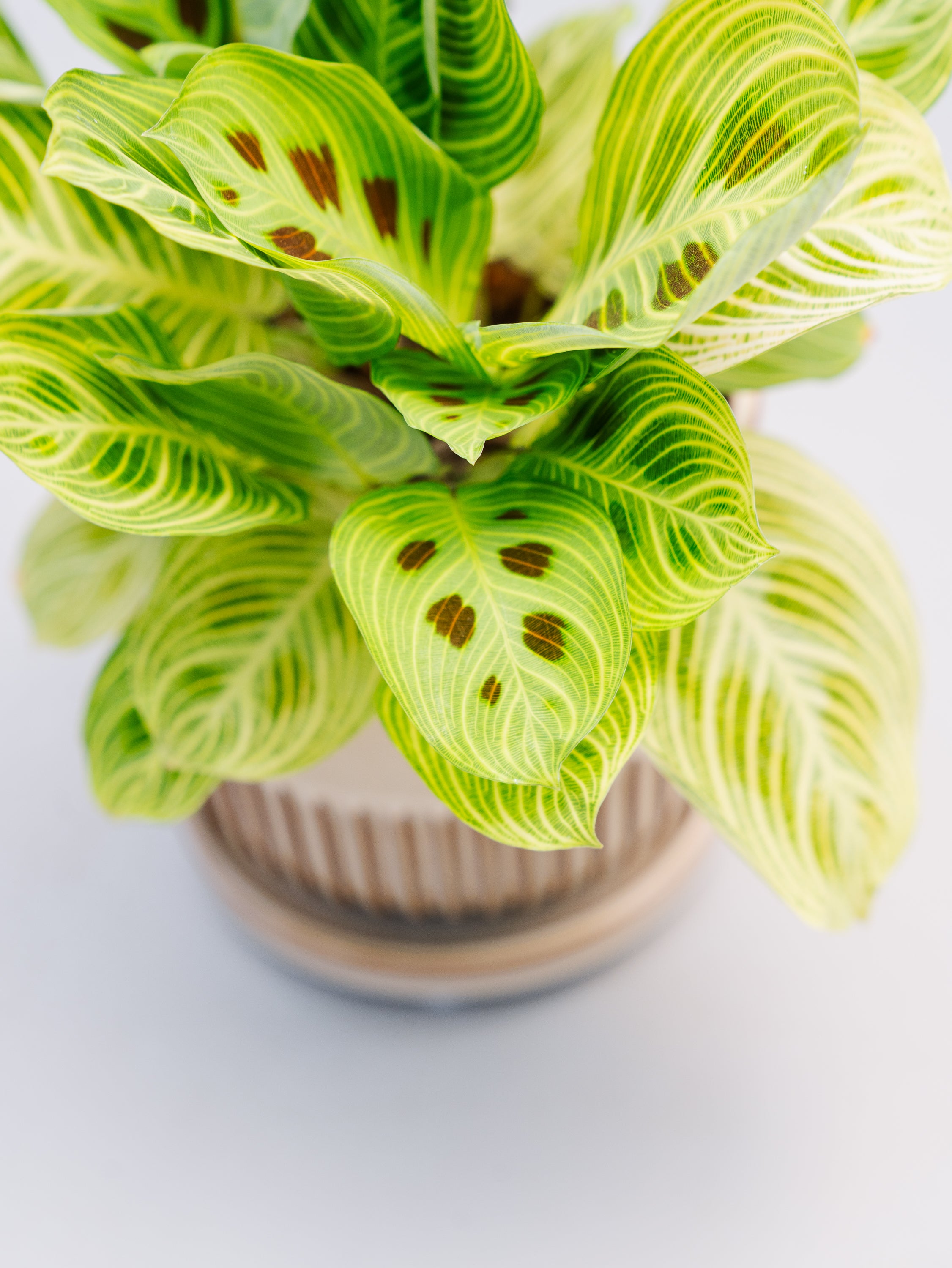 一点もの】マランタ・ライトベインズ Table-M #6 | 観葉植物・お花の 
