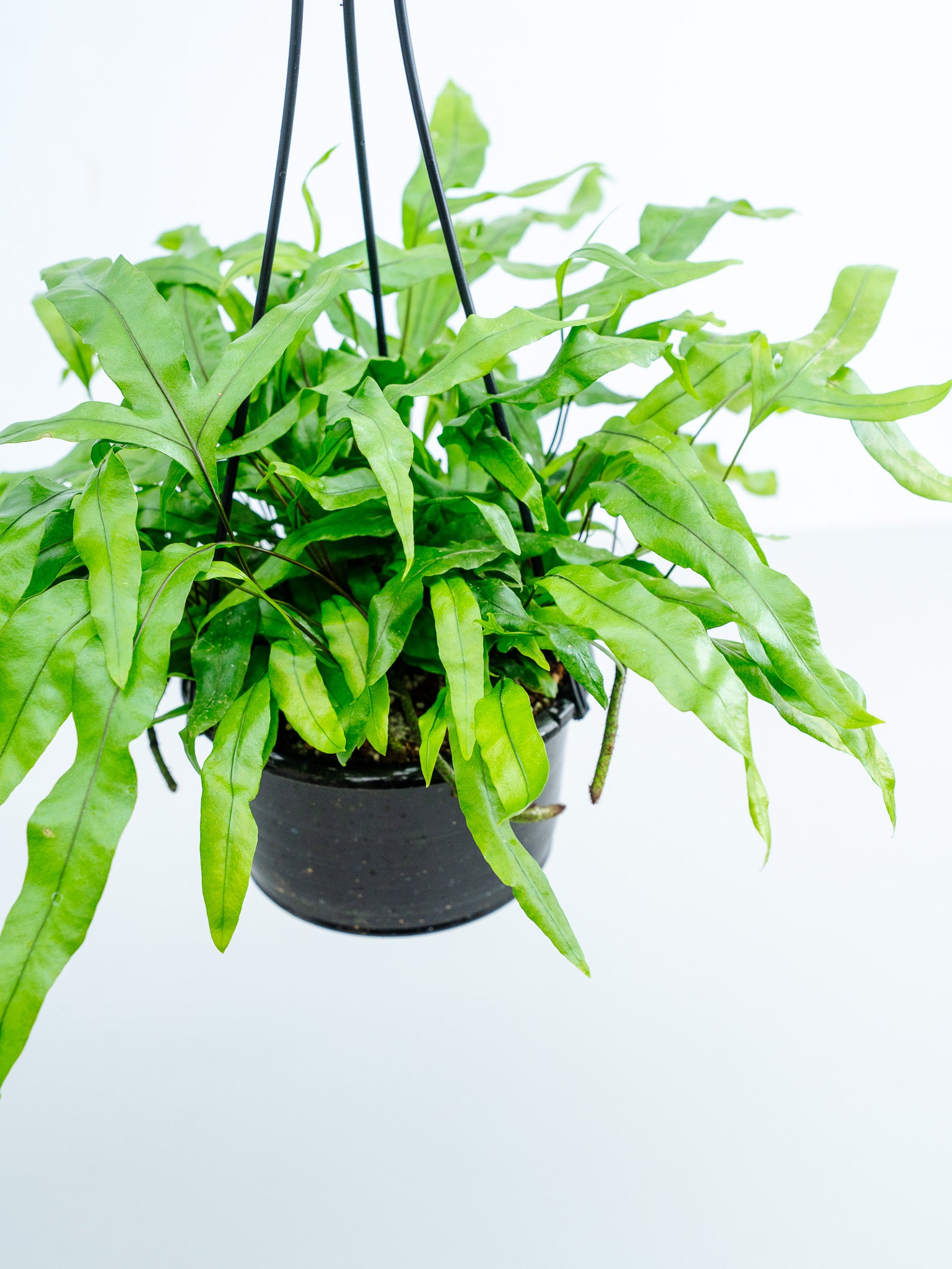 一点もの】カンガルーファーン -ハンギング- | 観葉植物・お花の通販