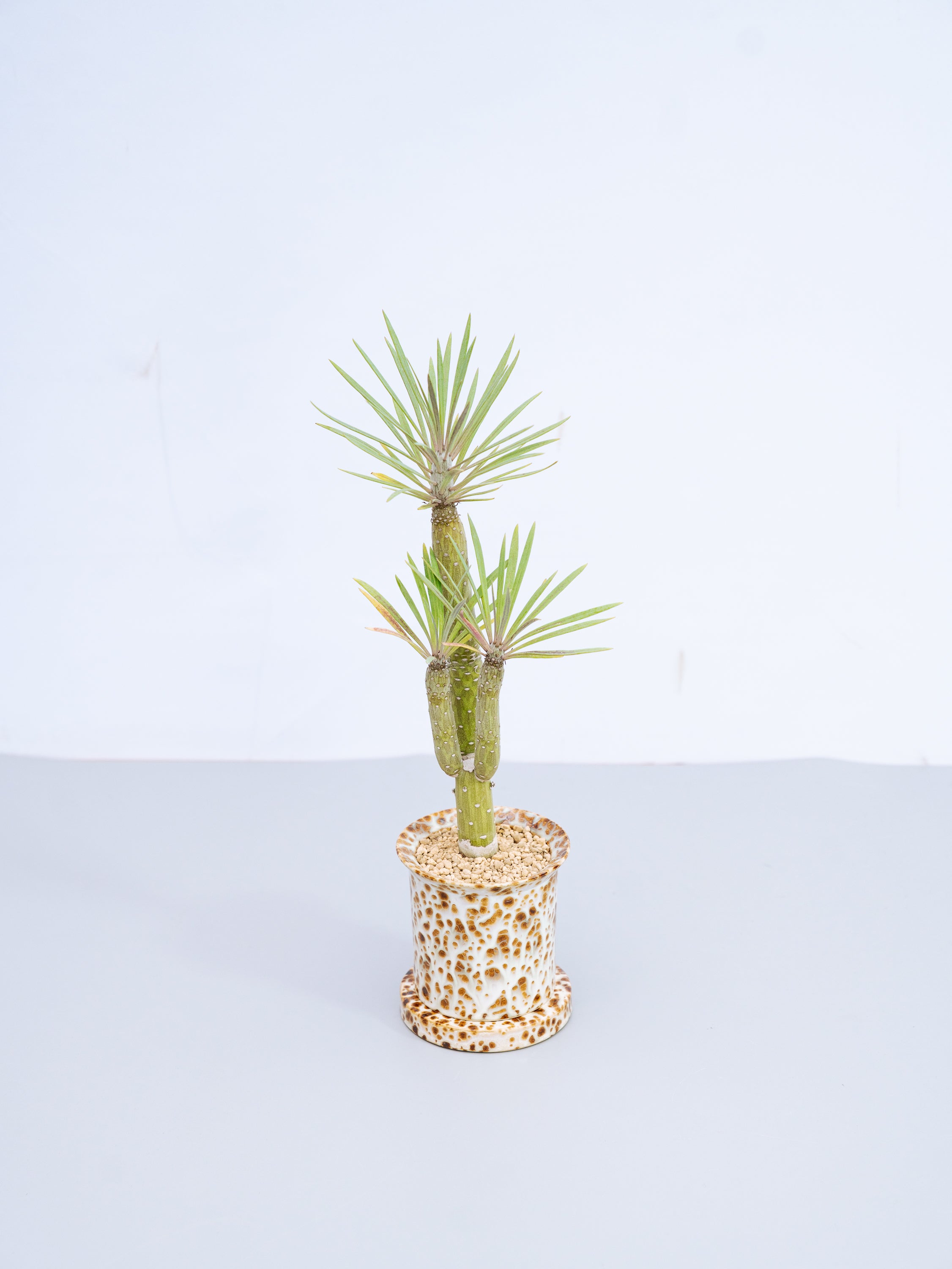 一点もの】モンキーツリー Table-L | 観葉植物・お花の通販 AND PLANTS