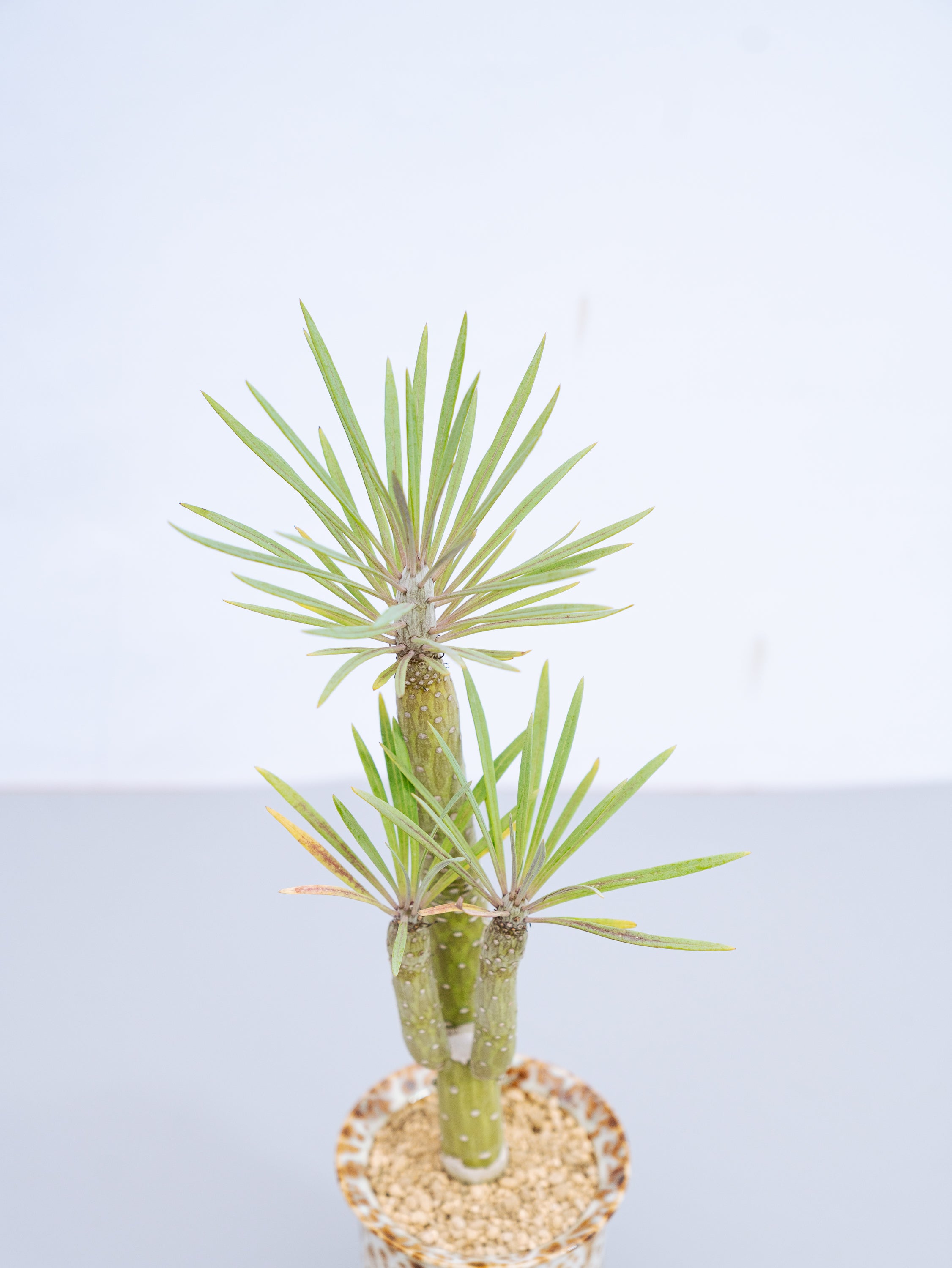 一点もの】モンキーツリー Table-L | 観葉植物・お花の通販 AND PLANTS