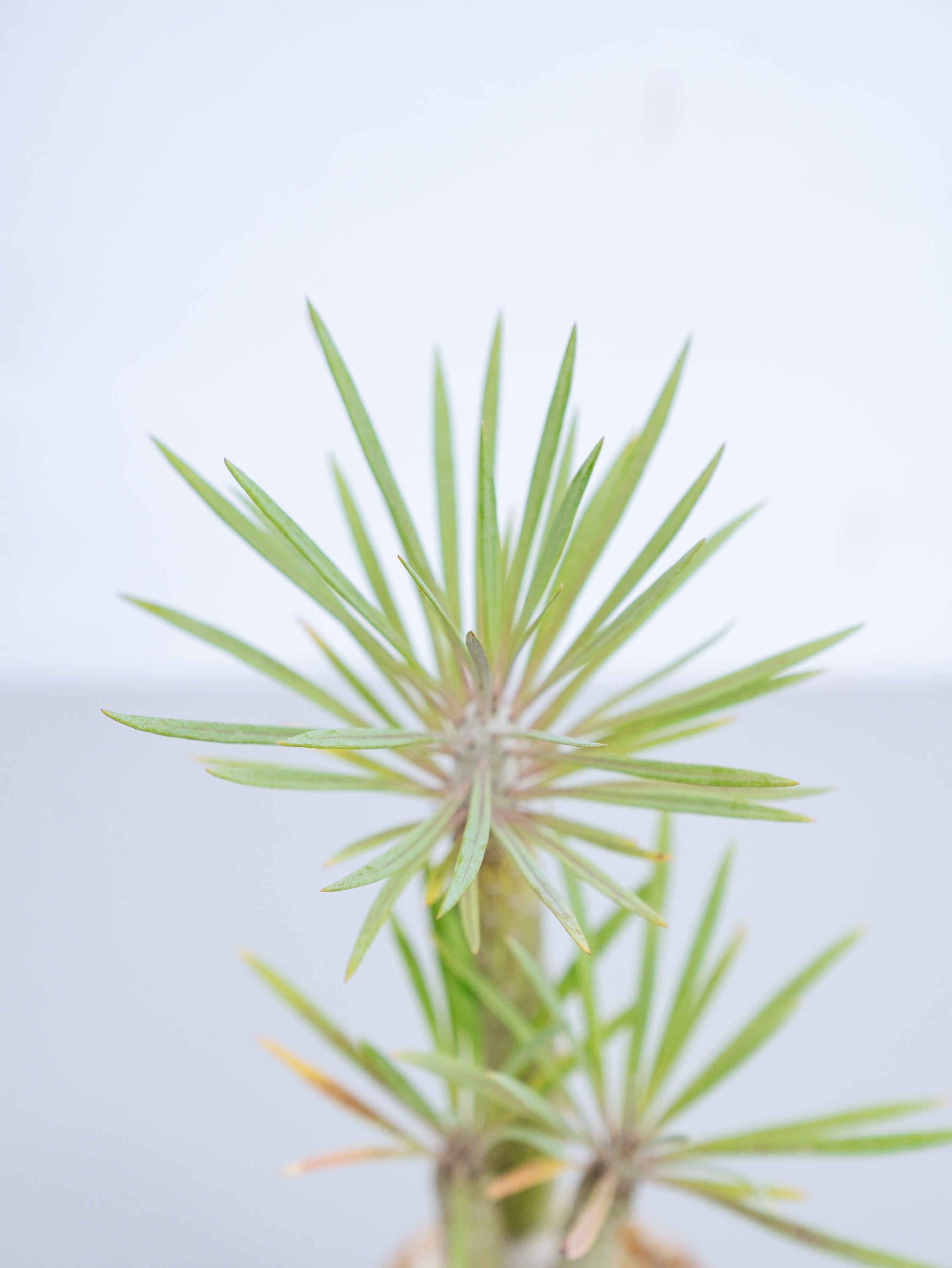 一点もの】モンキーツリー Table-L | 観葉植物・お花の通販 AND PLANTS