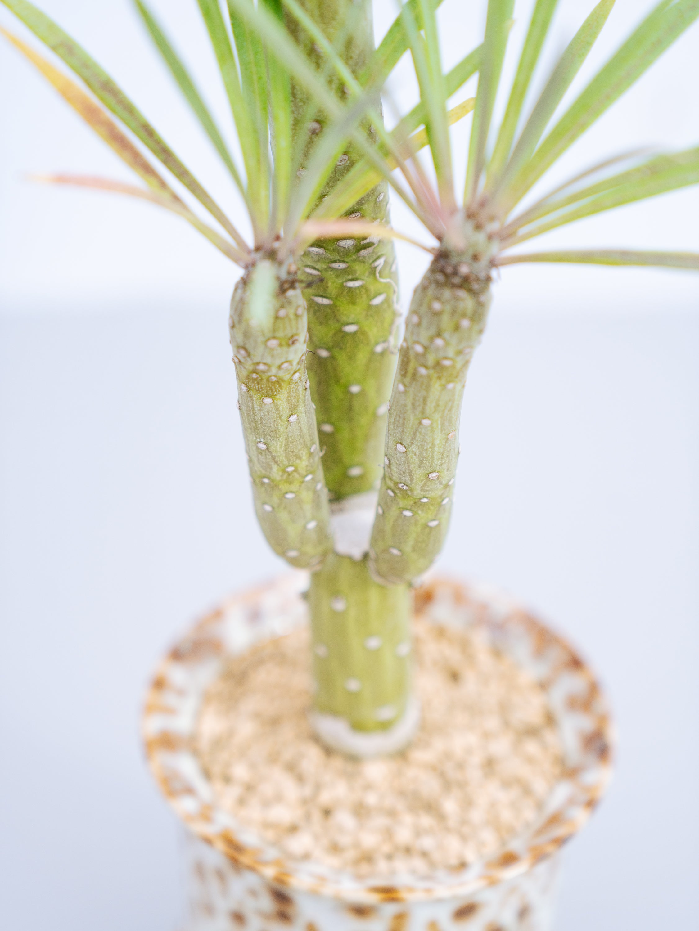 一点もの】モンキーツリー Table-L | 観葉植物・お花の通販 AND PLANTS