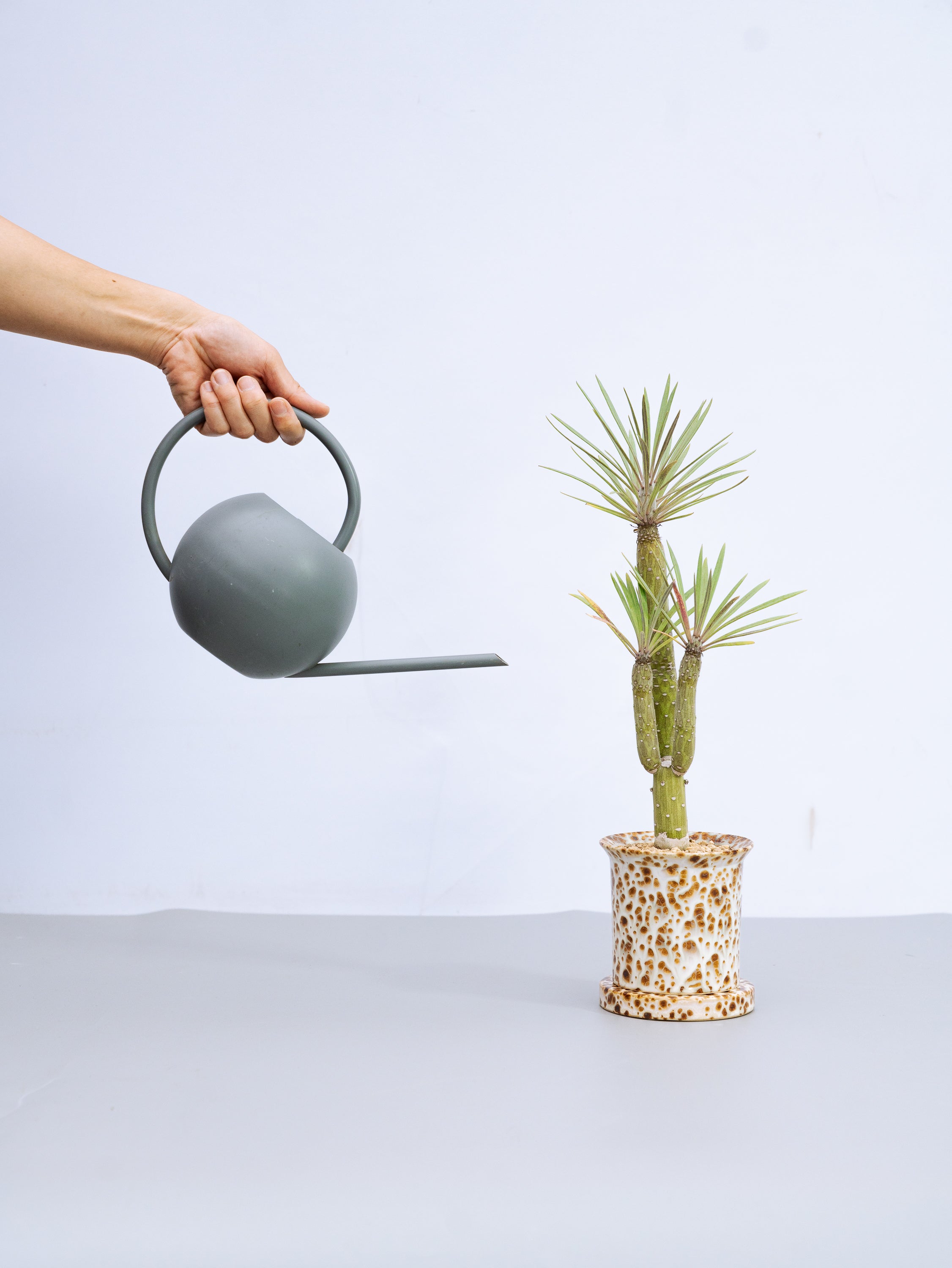 一点もの】モンキーツリー Table-L | 観葉植物・お花の通販 AND PLANTS