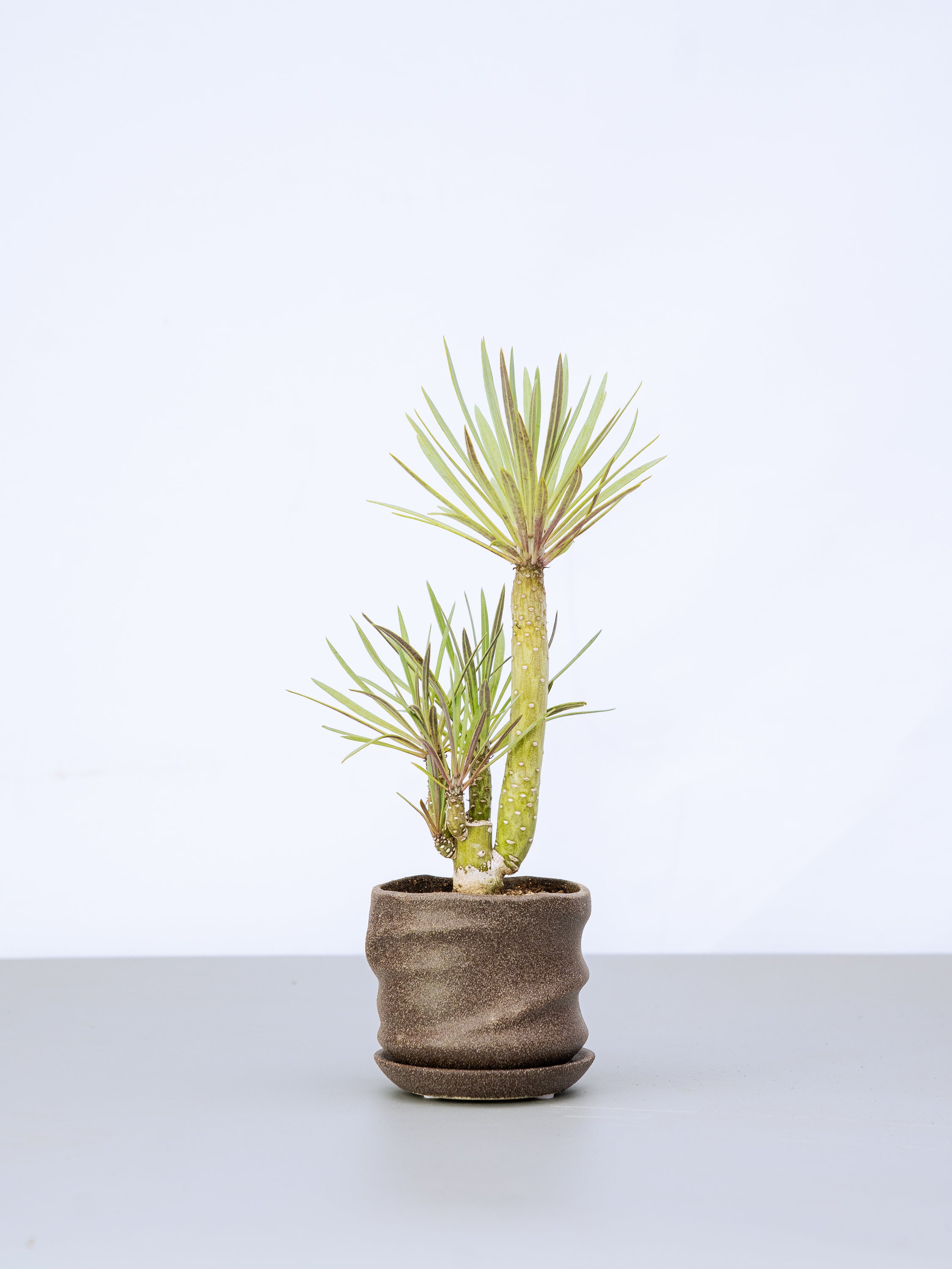 一点もの】モンキーツリーTable-M #1 | 観葉植物・お花の通販 AND